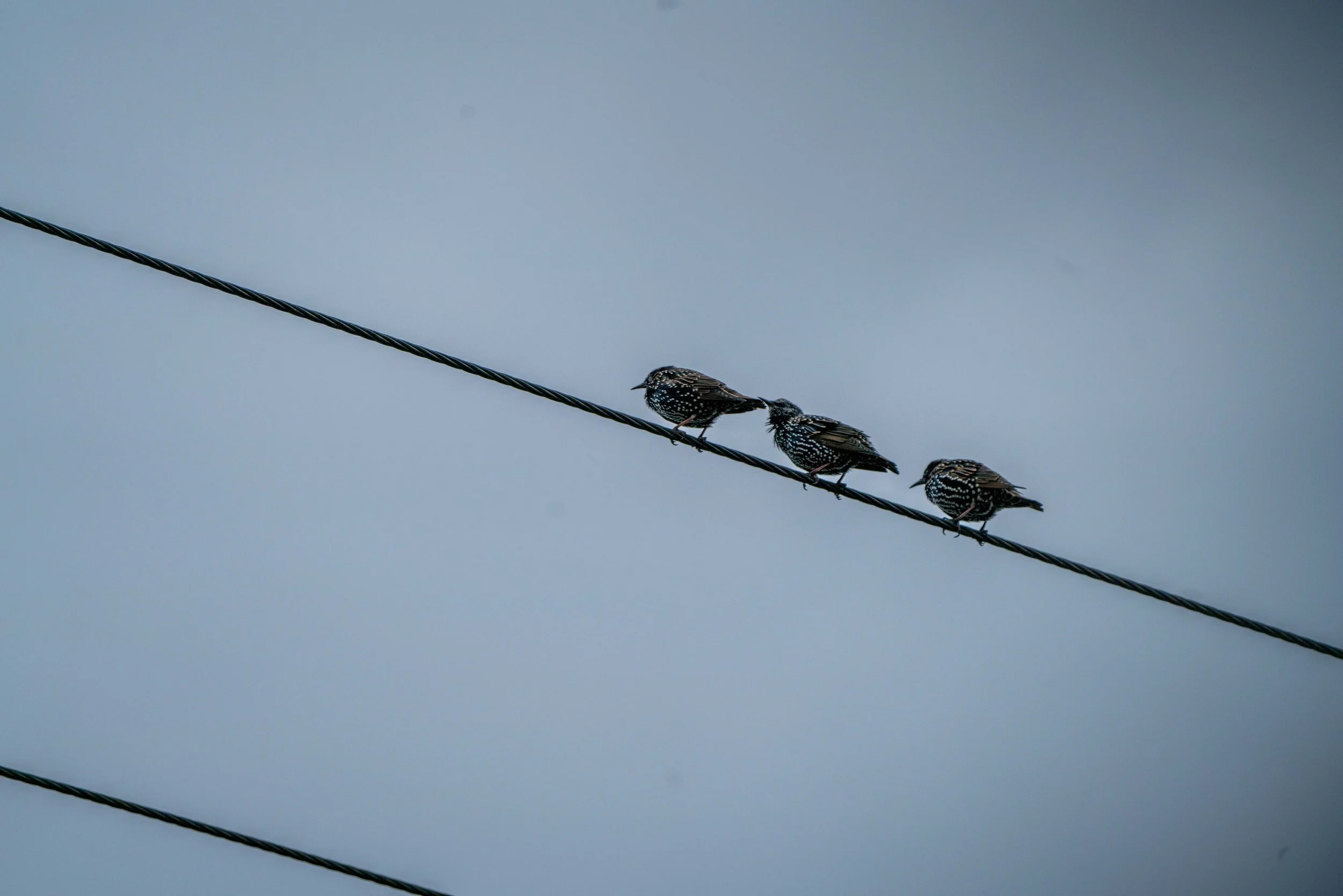 3 birds 20241008 DSC01466.jpg
