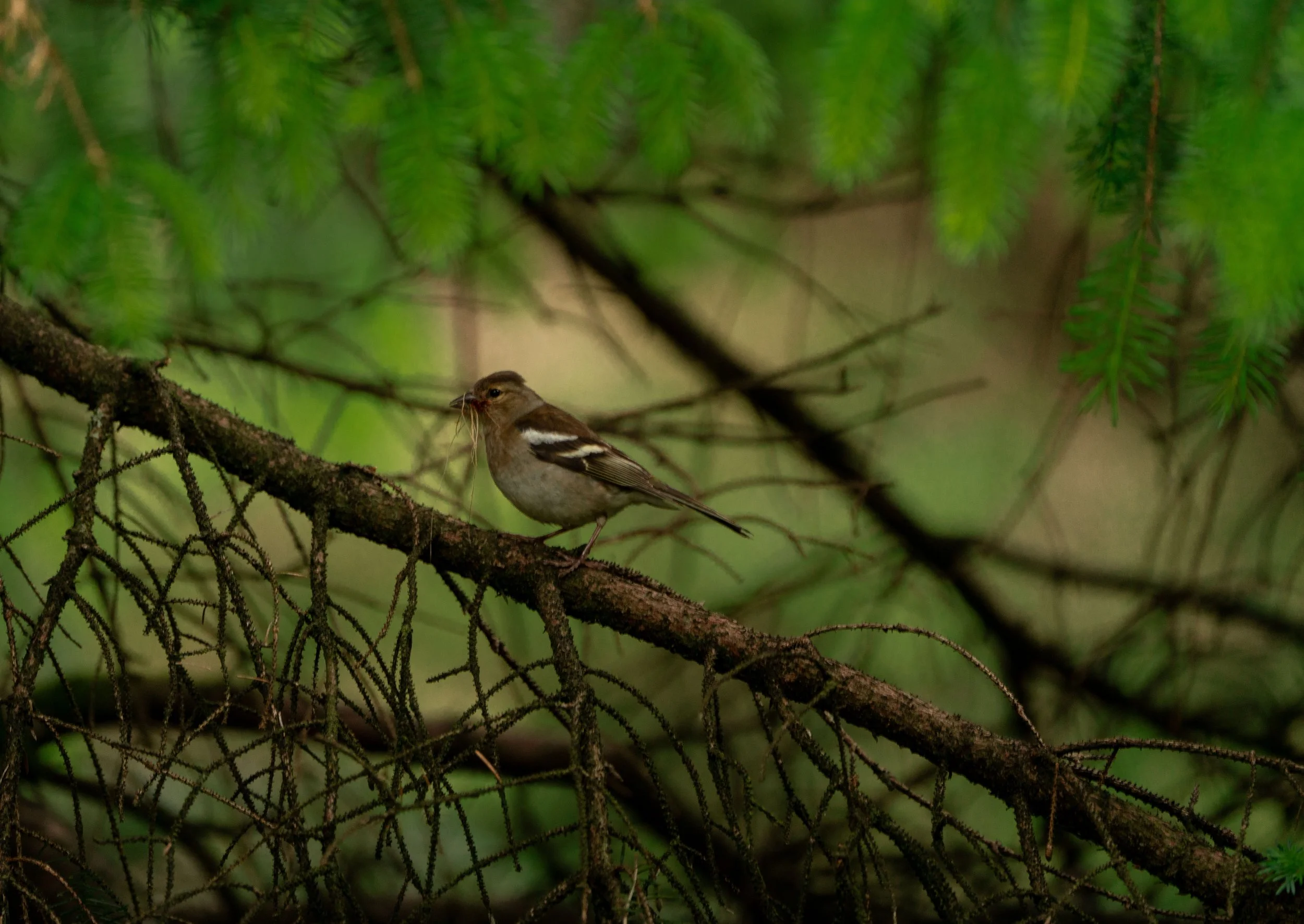 bird-on-a-branch-2.jpg