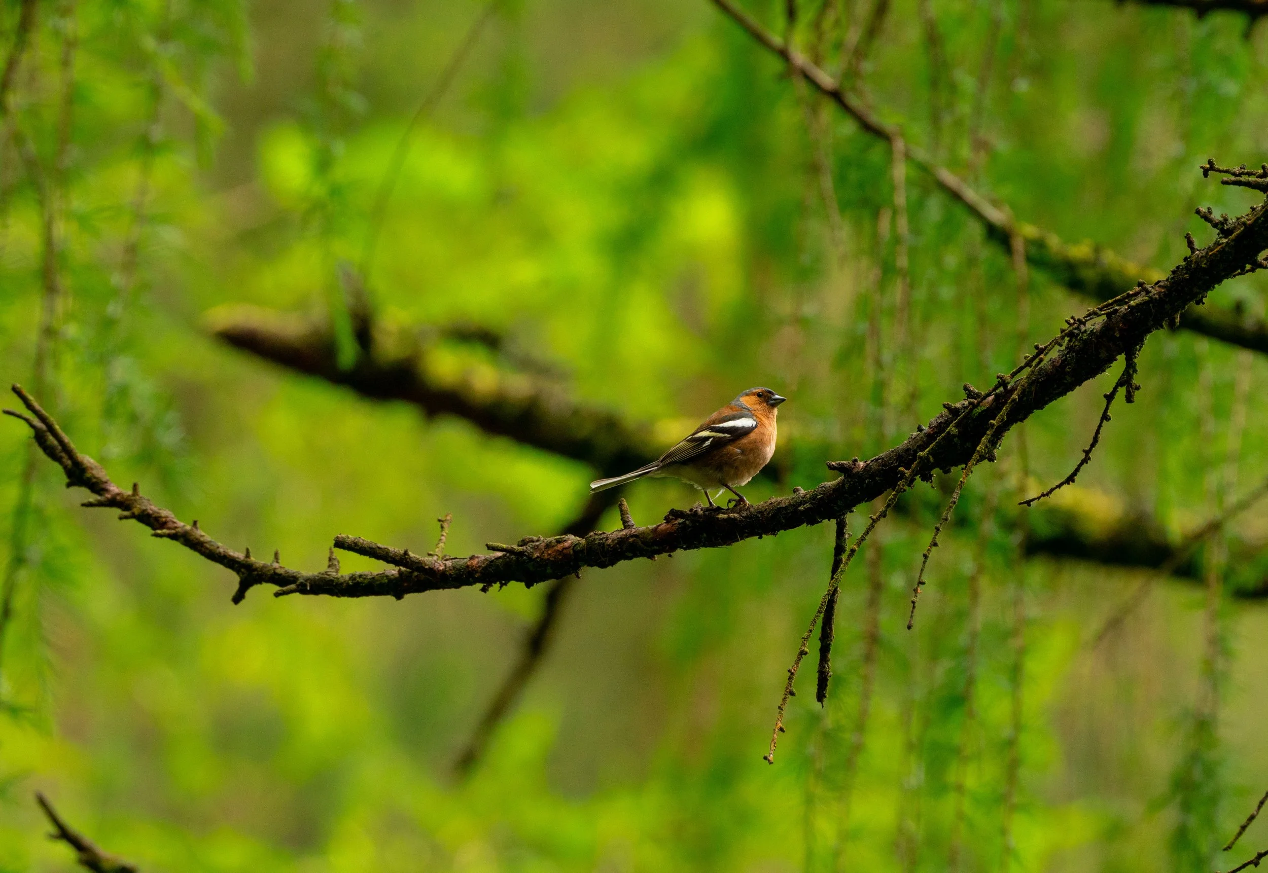 bird-on-a-branch.jpg
