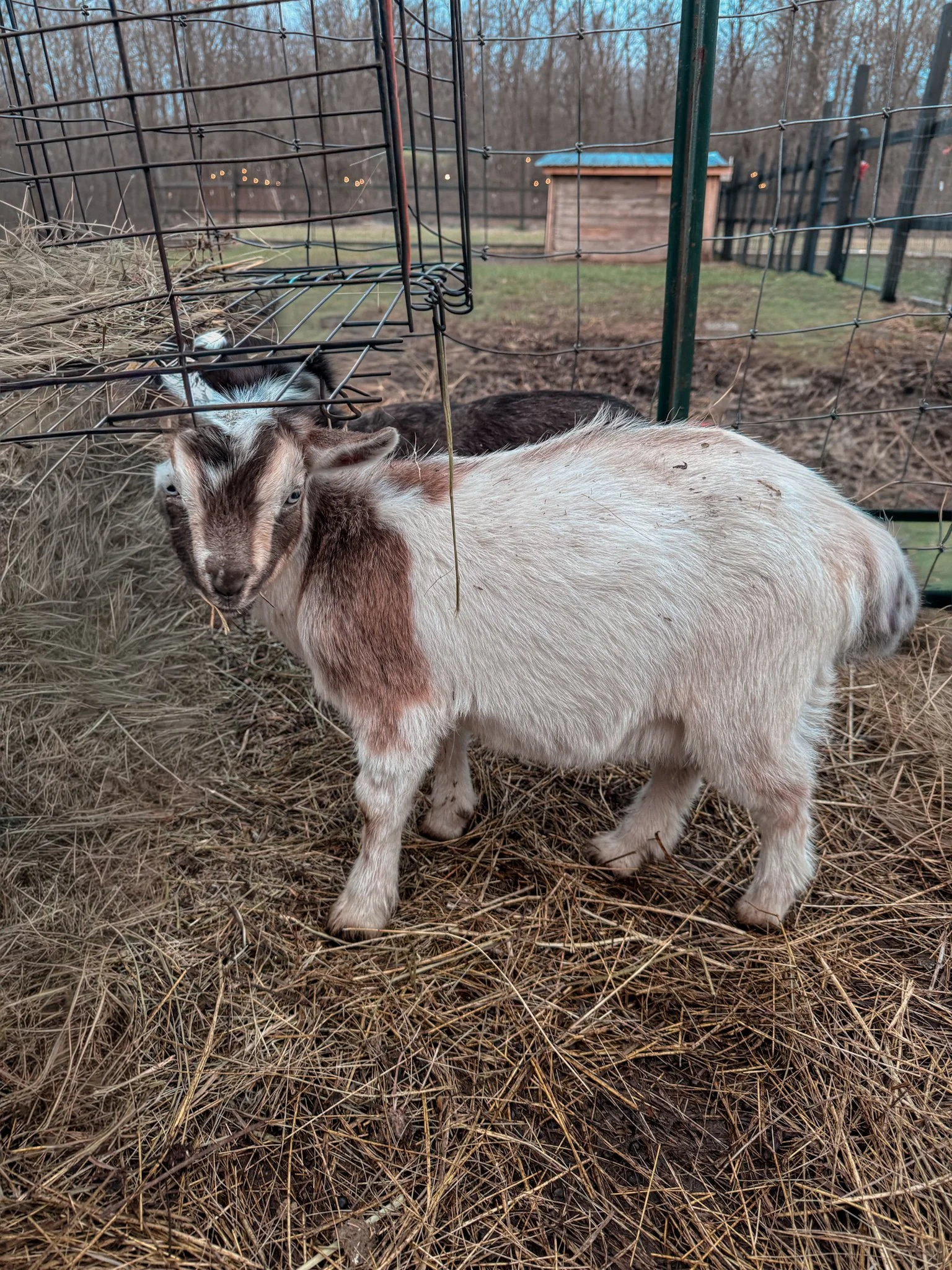 ADGA Registrable Buckling Jack