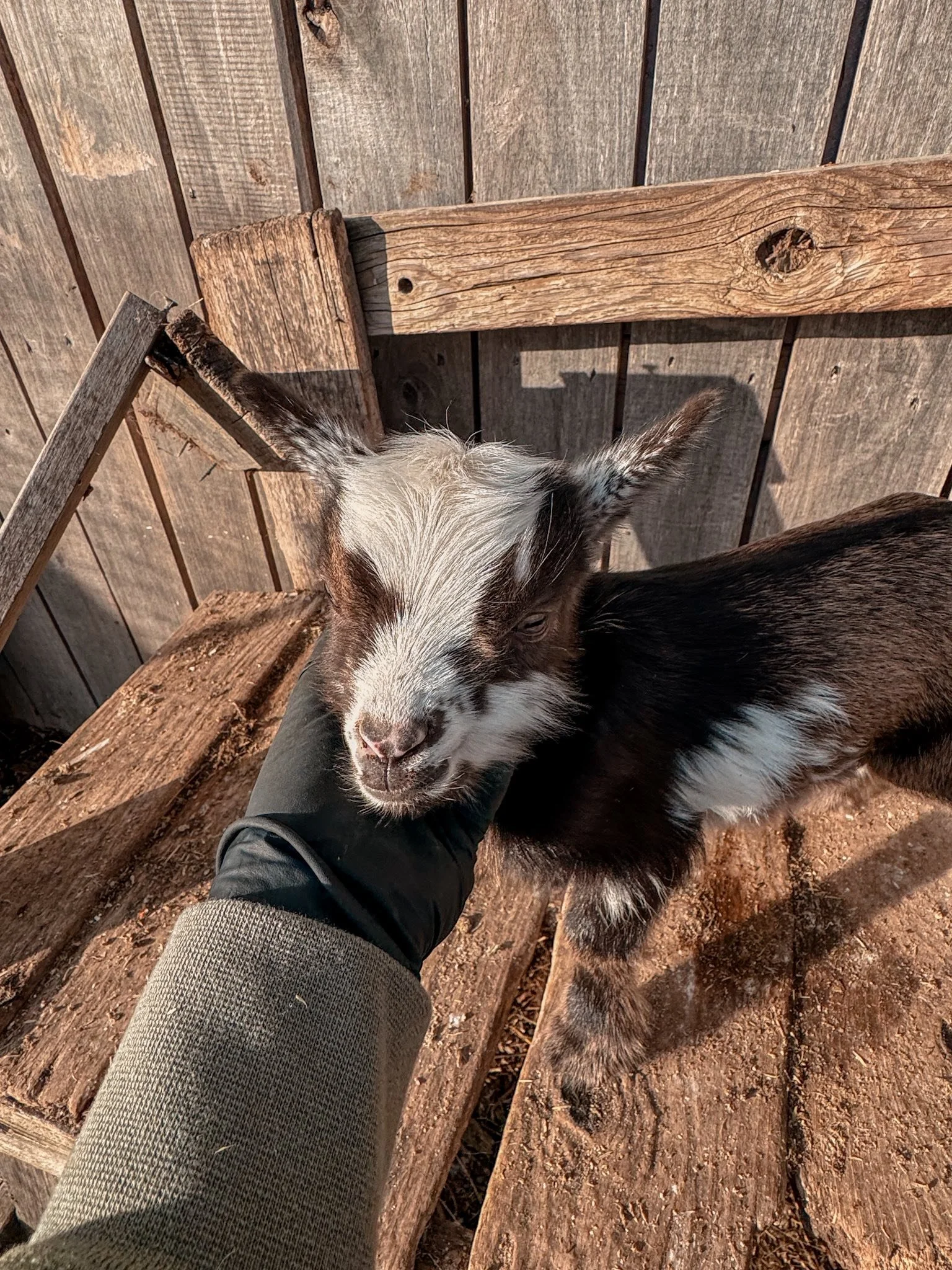 Moonspotted Tricolor Doeling Peony