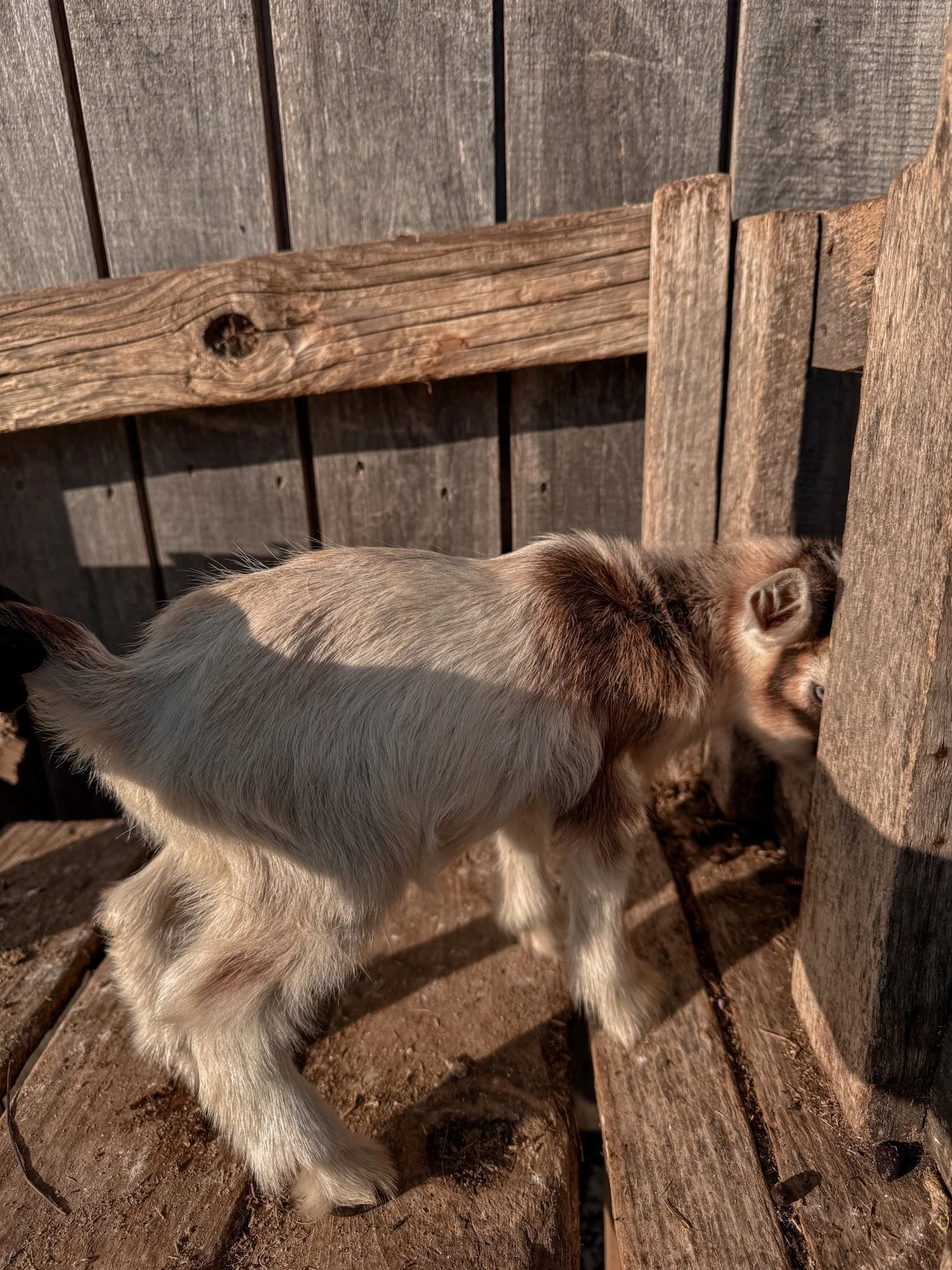 Buckskin Doeling Holly
