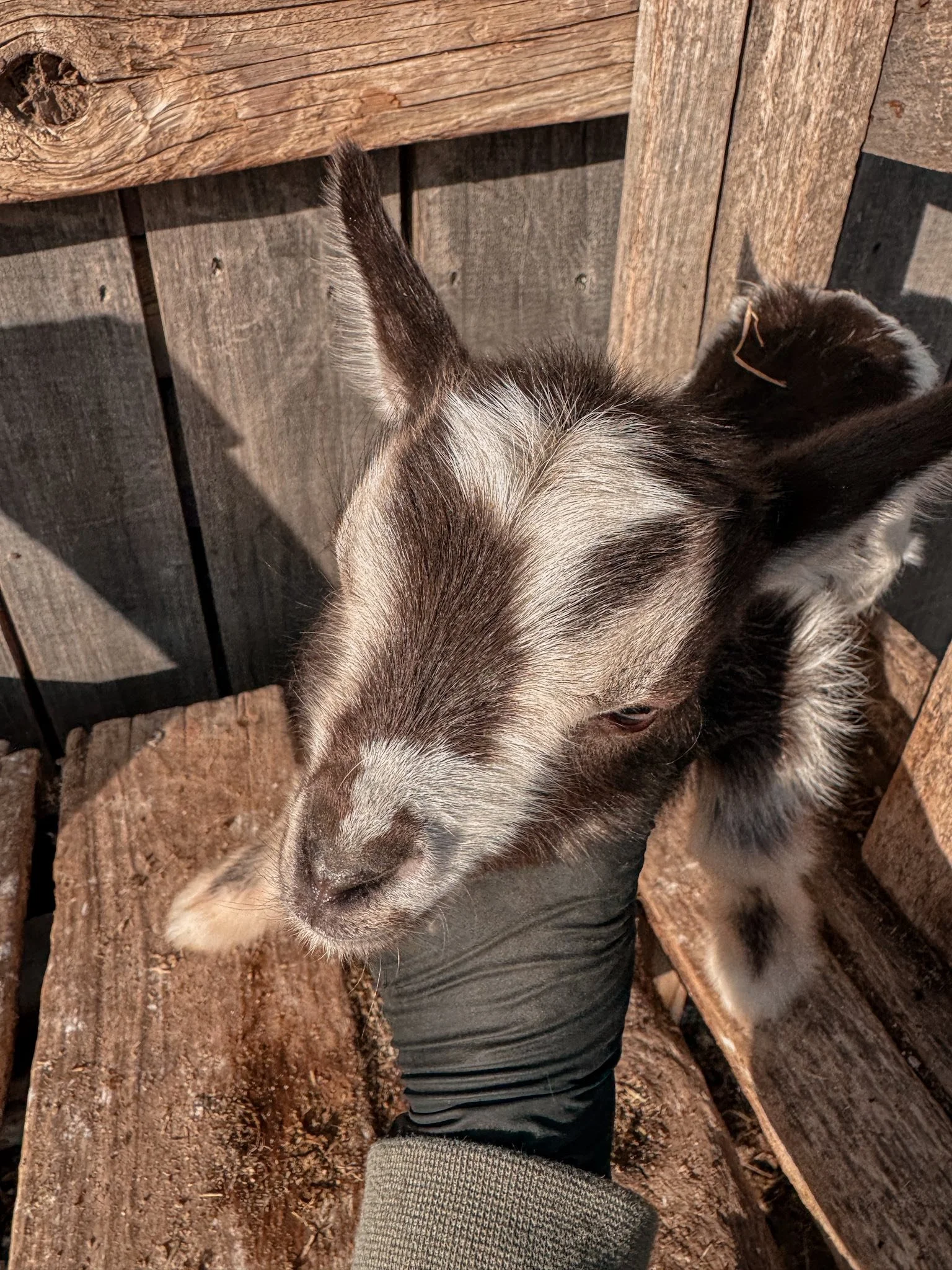 Spotted Tricolor Buckling Nim