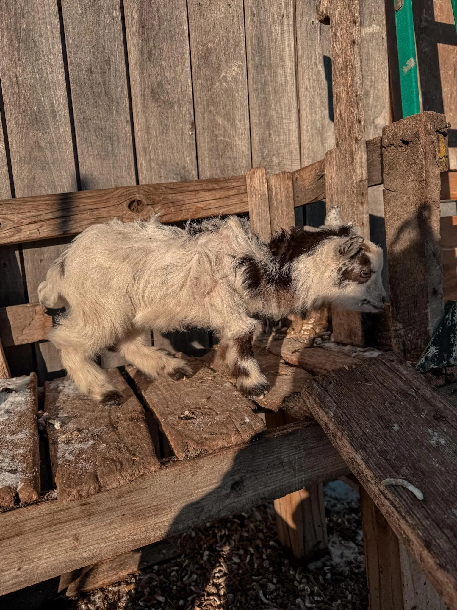 Frosted Tricolor Doeling Dahlia