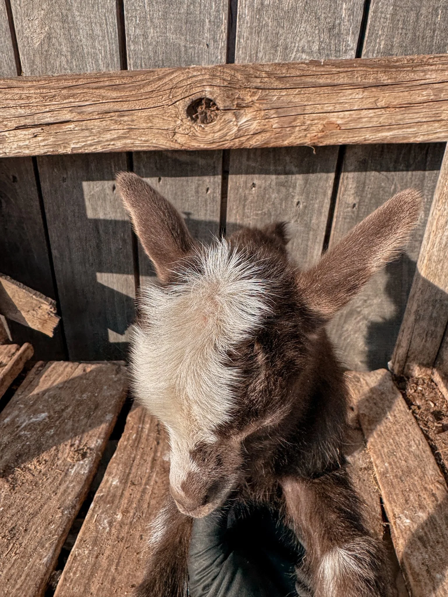 Tiny Moonspotted Doeling Lucy