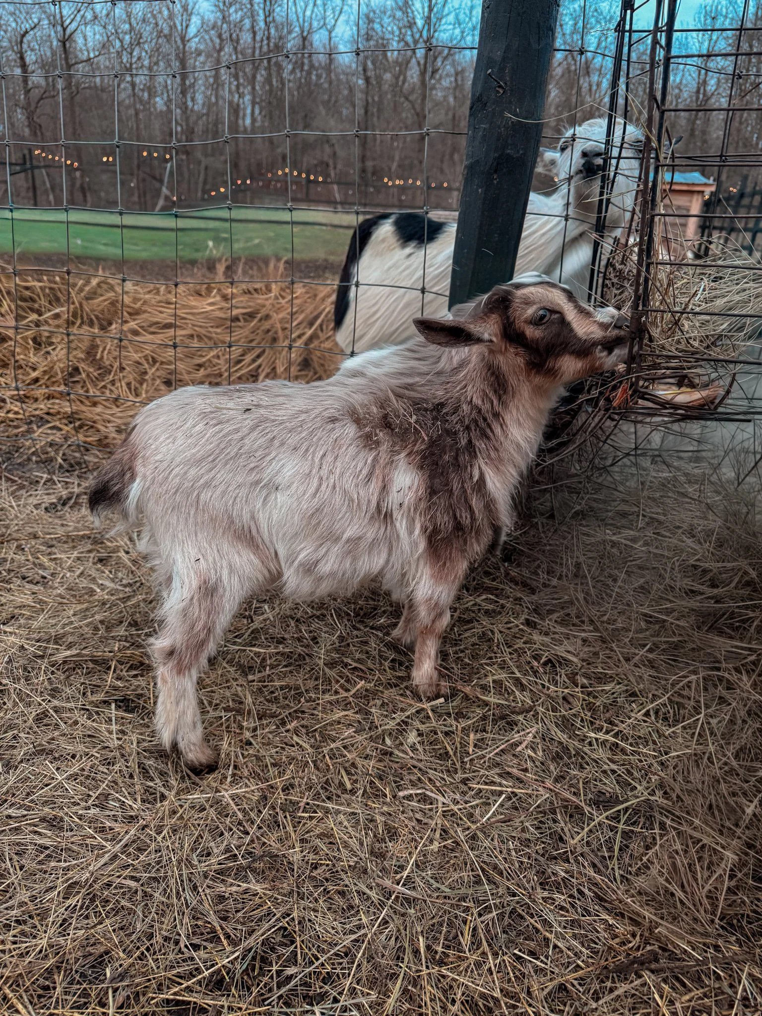 Buckskin Doeling Holly