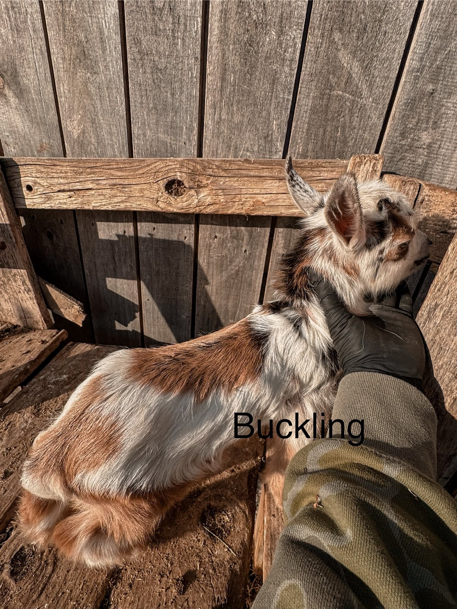 Tricolor Buckling Galileo