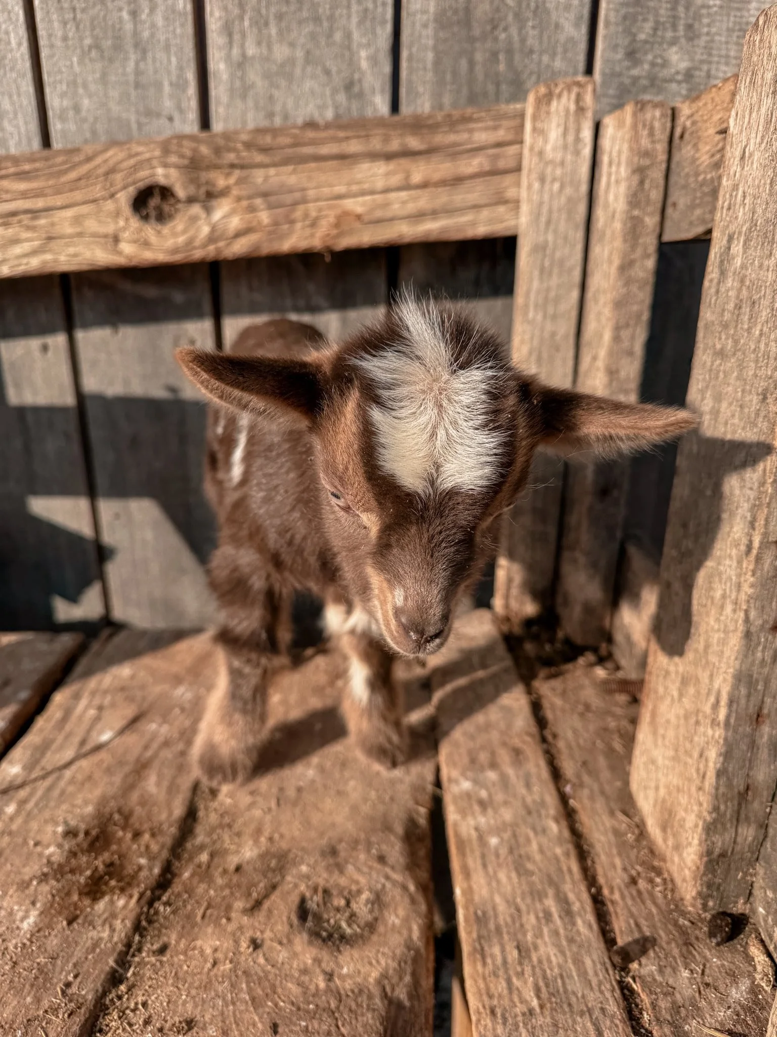 Moonspotted Buckling Gabe