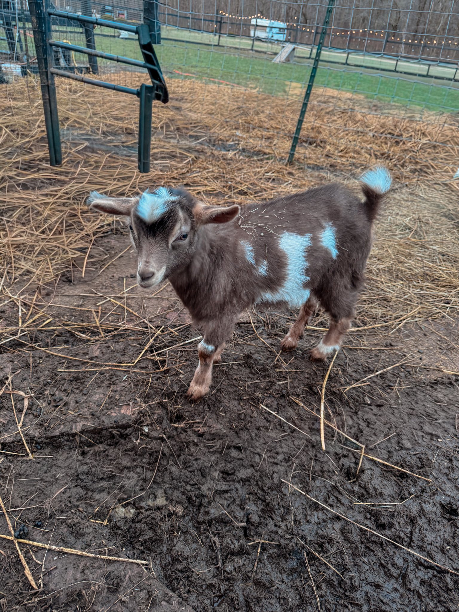 Moonspotted Buckling Gabe