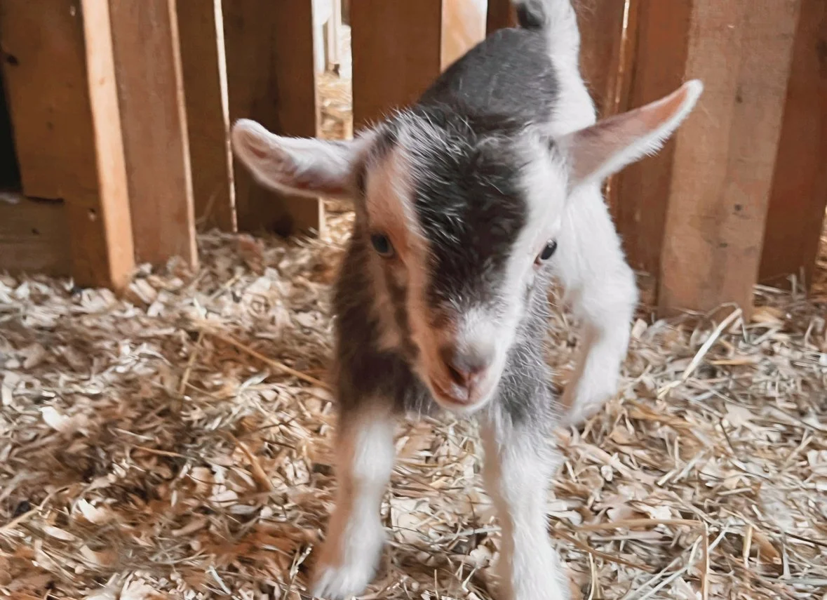 White Buckskin Swiss Doe Harlow  ADGA