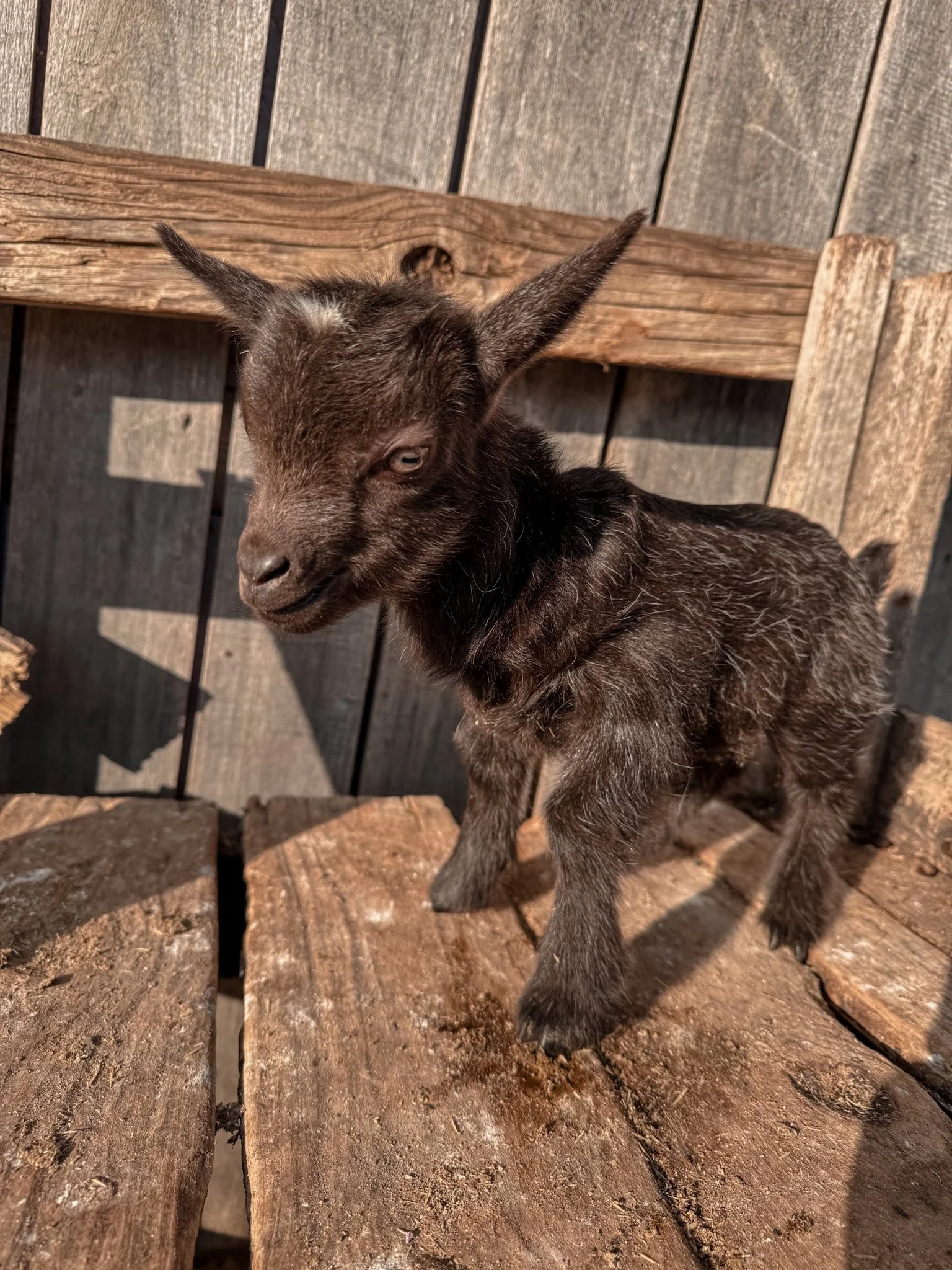 Chocolate Spot Doeling Olivia