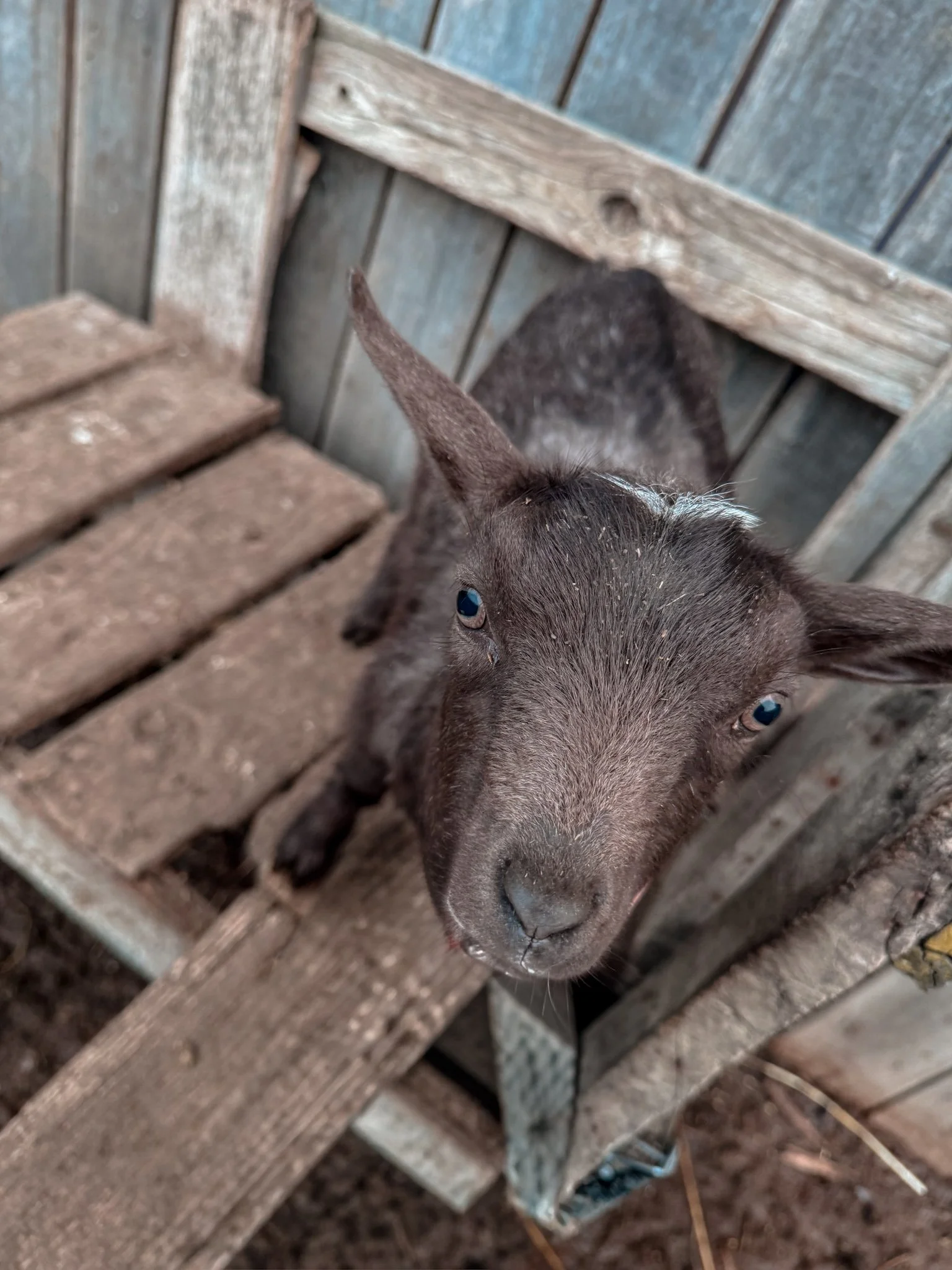 Chocolate Spot Doeling Olivia