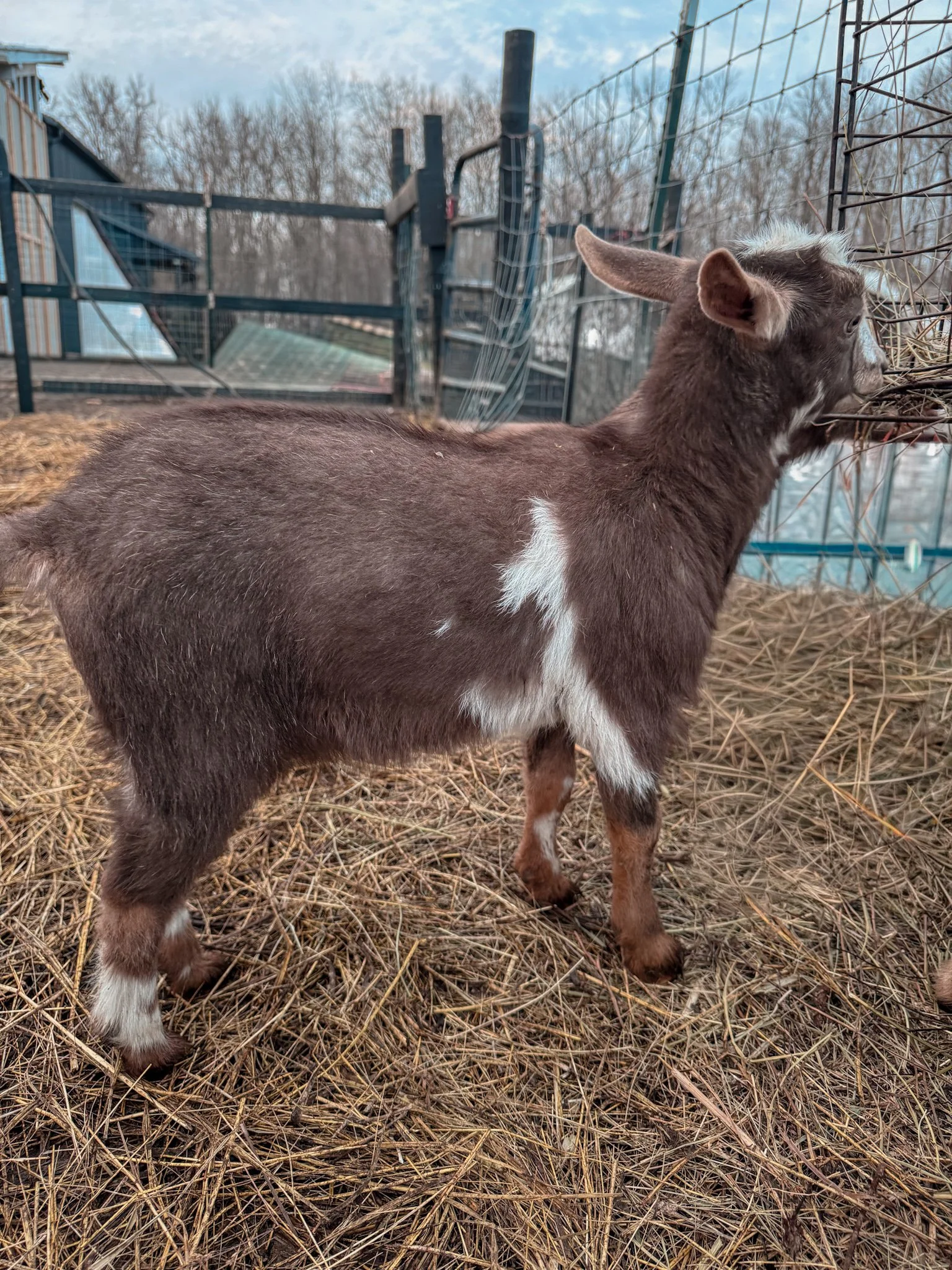 Moonspotted Doeling Lucy