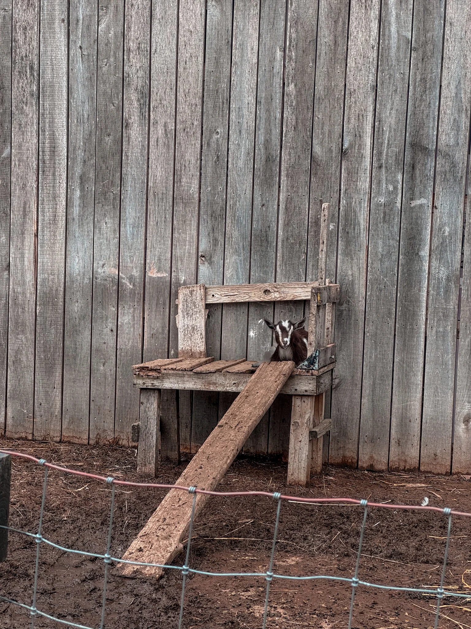 Tiny Buckskin Doeling Faye
