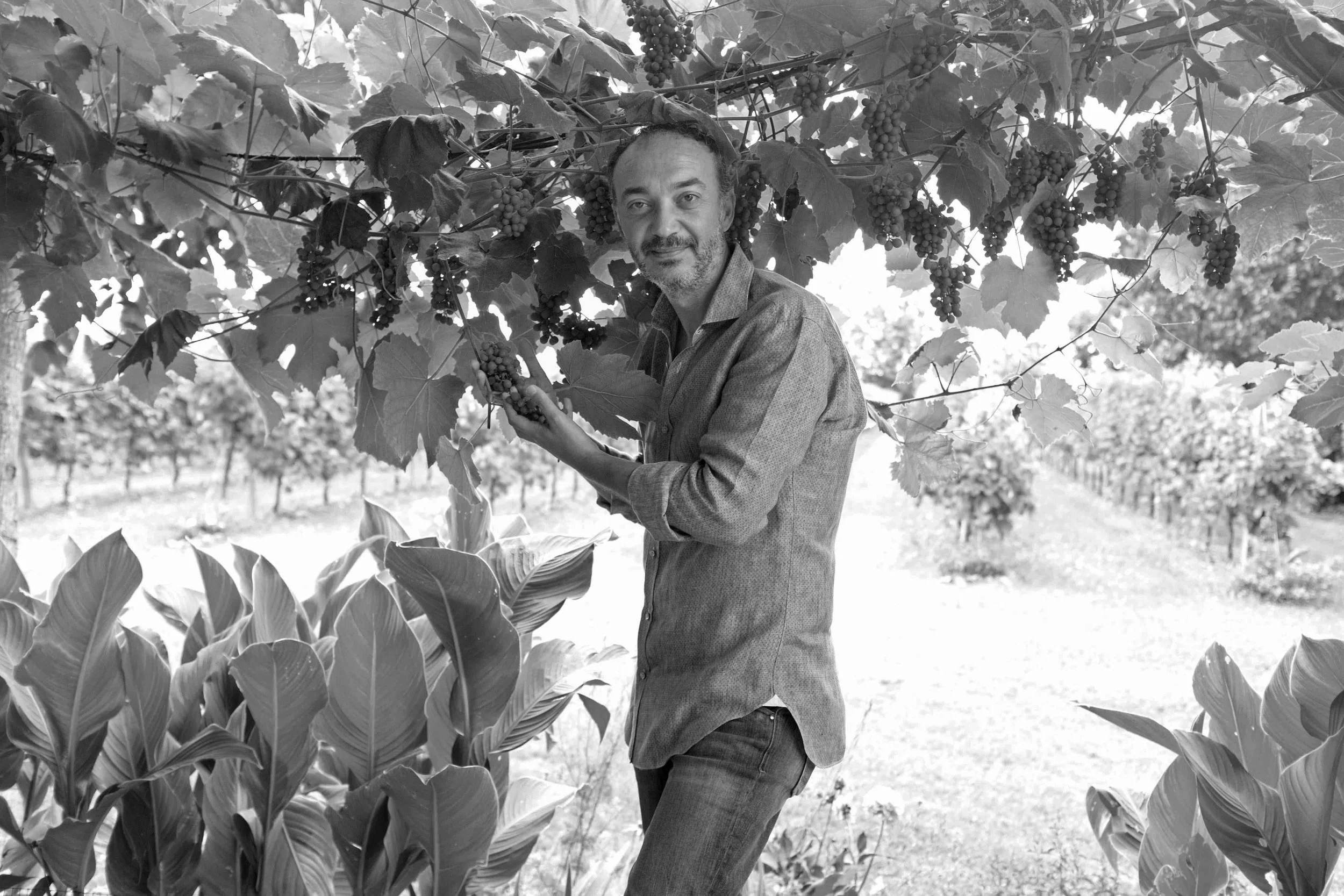 Uomo raccolto vigneti, circondato da foglie di vite e piante di mais in un vigneto.