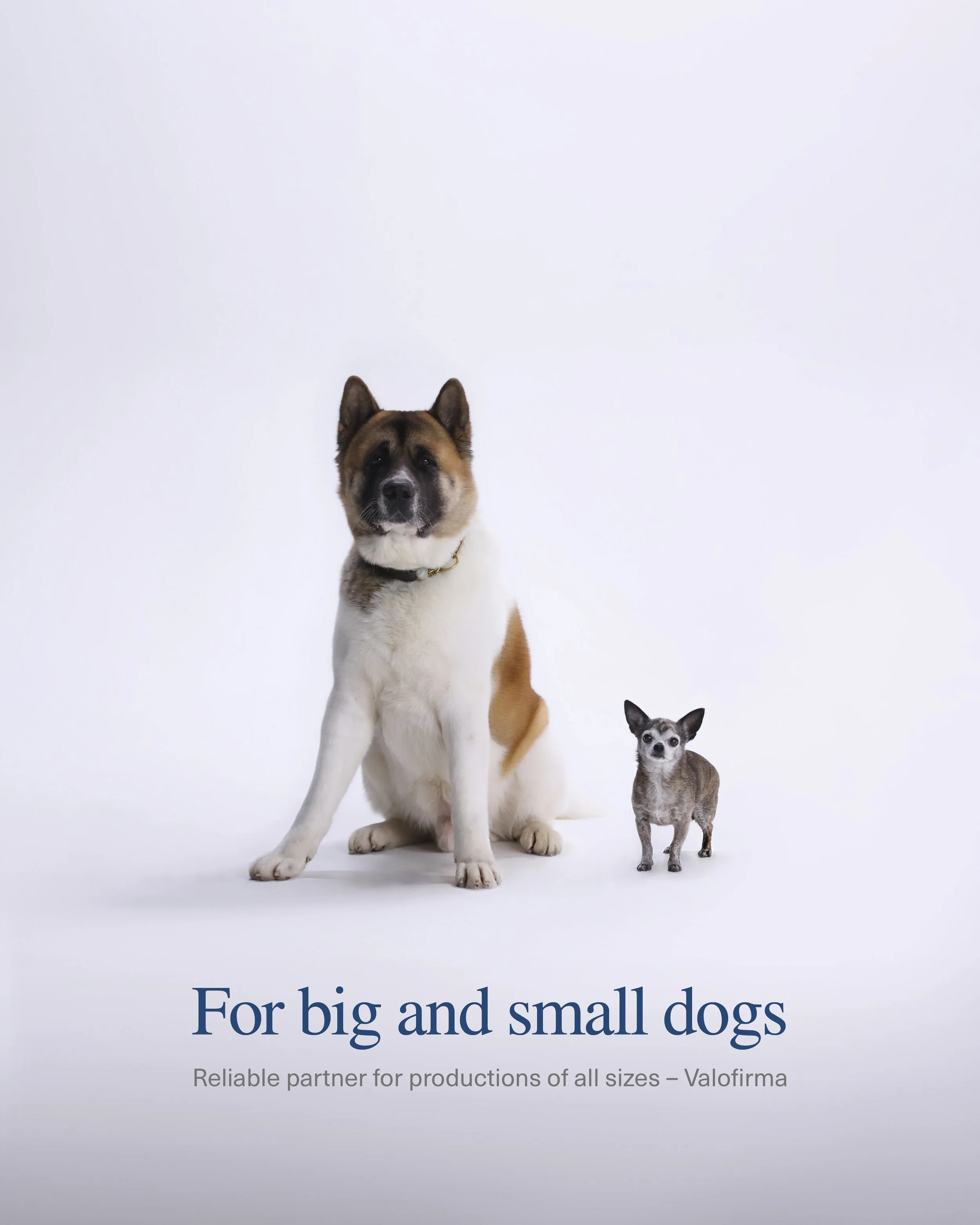 Sitting big and small dogs, a large dog and a small dog, on a white background with text that reads 'For big and small dogs. Reliable partner for productions of all sizes - Valorforma'.