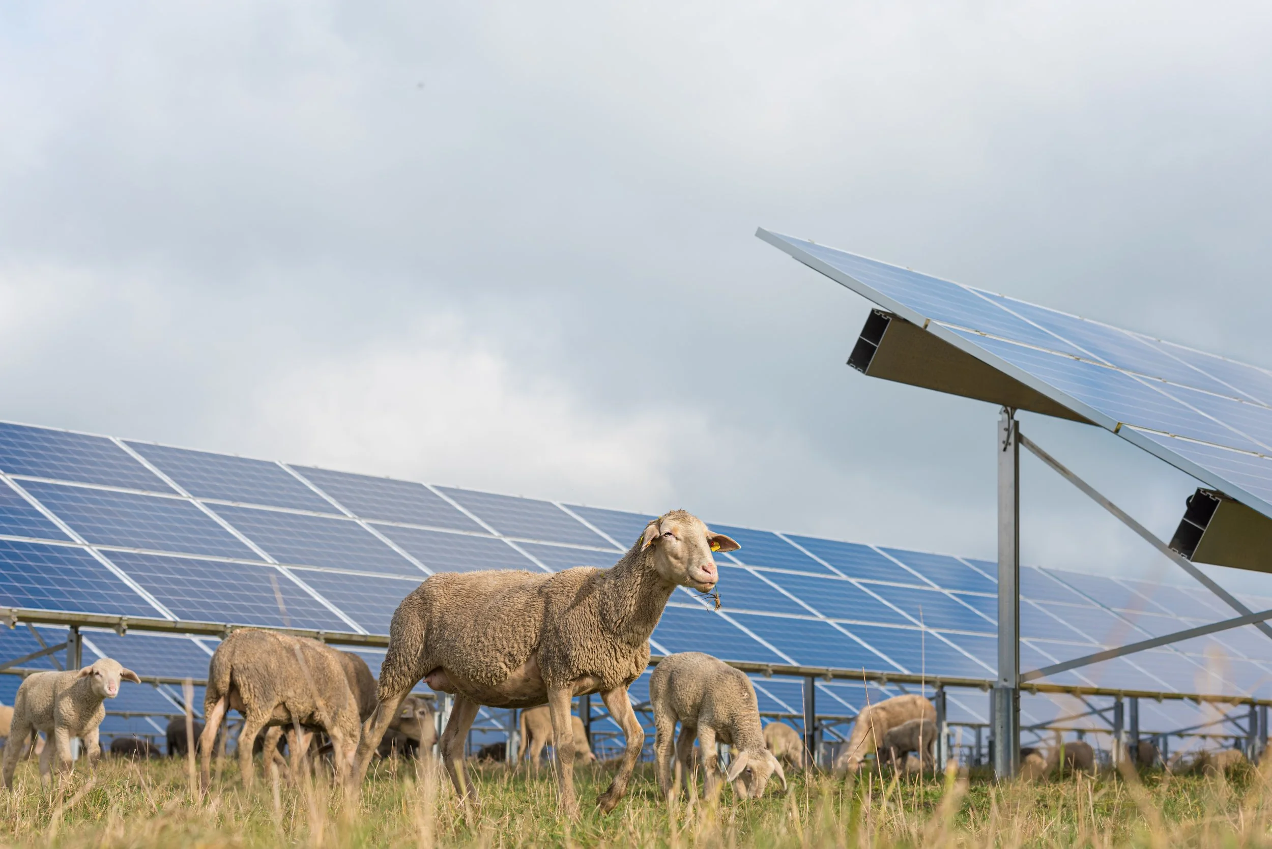 Eine Herde Schafe grast auf einer Wiese vor einer großflächigen Photovoltaikanlage der enercity AG unter bewölktem Himmel.
