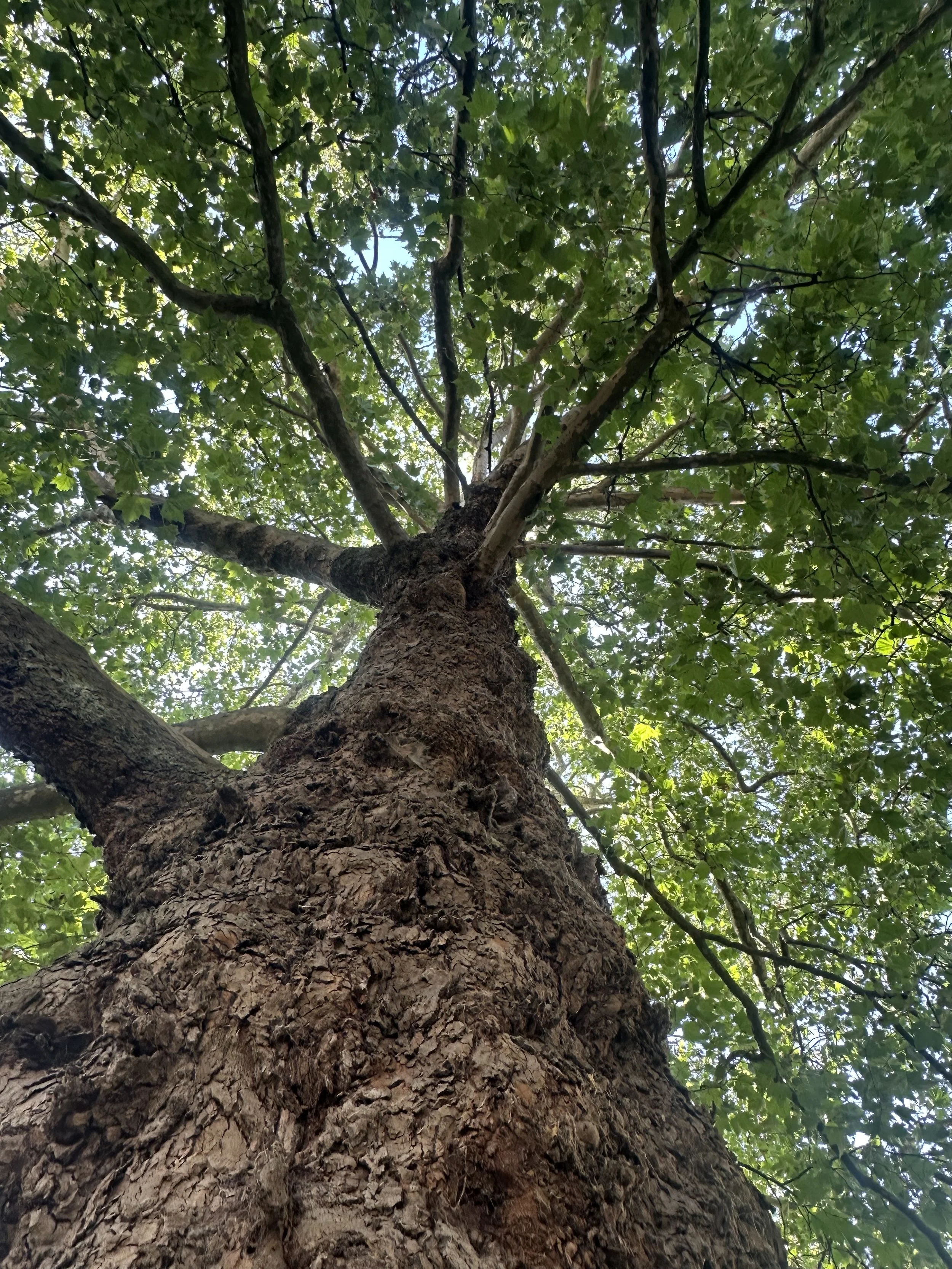 Looking up at a large tree trunk with thick, rough bark and green leaves on its branches, with sunlight filtering through.
