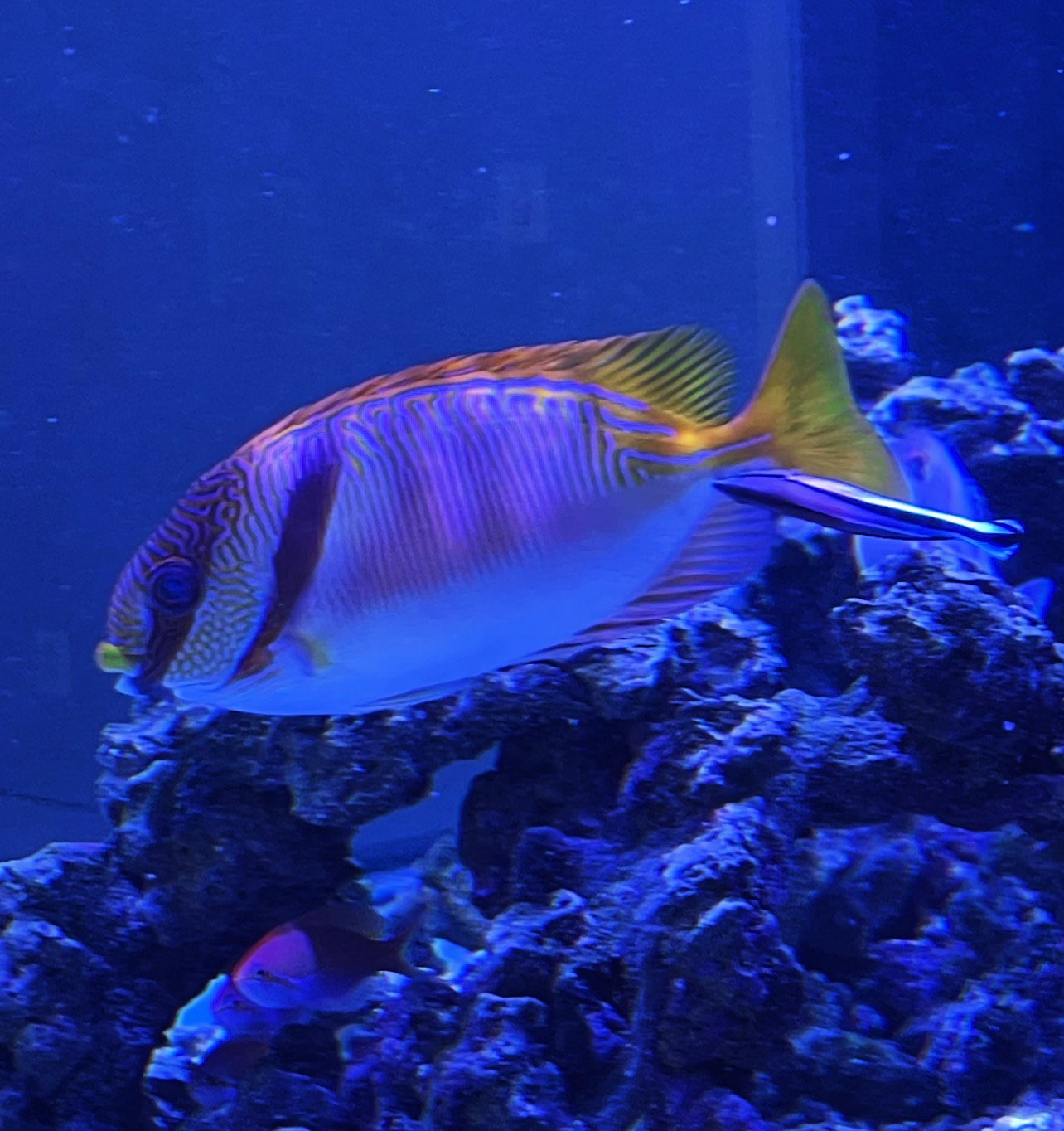 Colorful fish with stripes and vibrant fins swimming near rocks in an aquarium