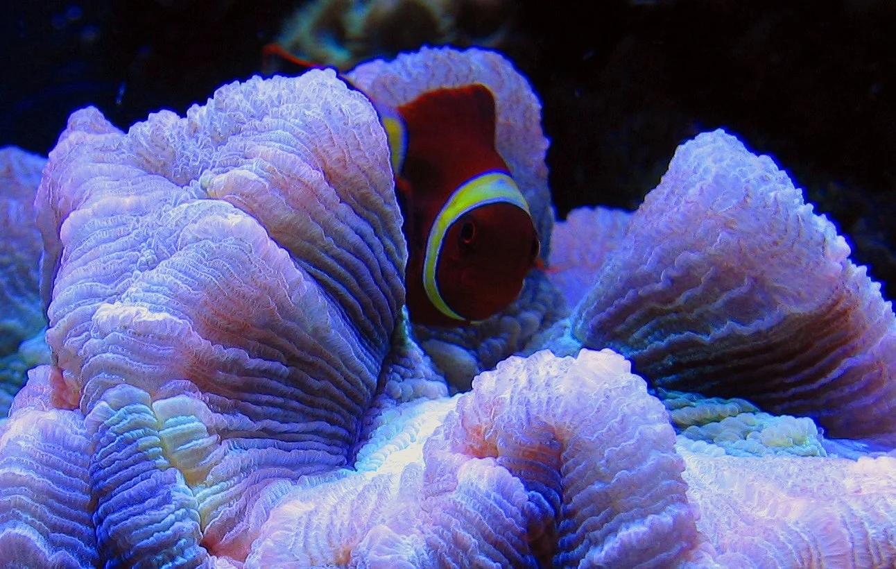 Clownfish hiding among colorful coral in an underwater scene.