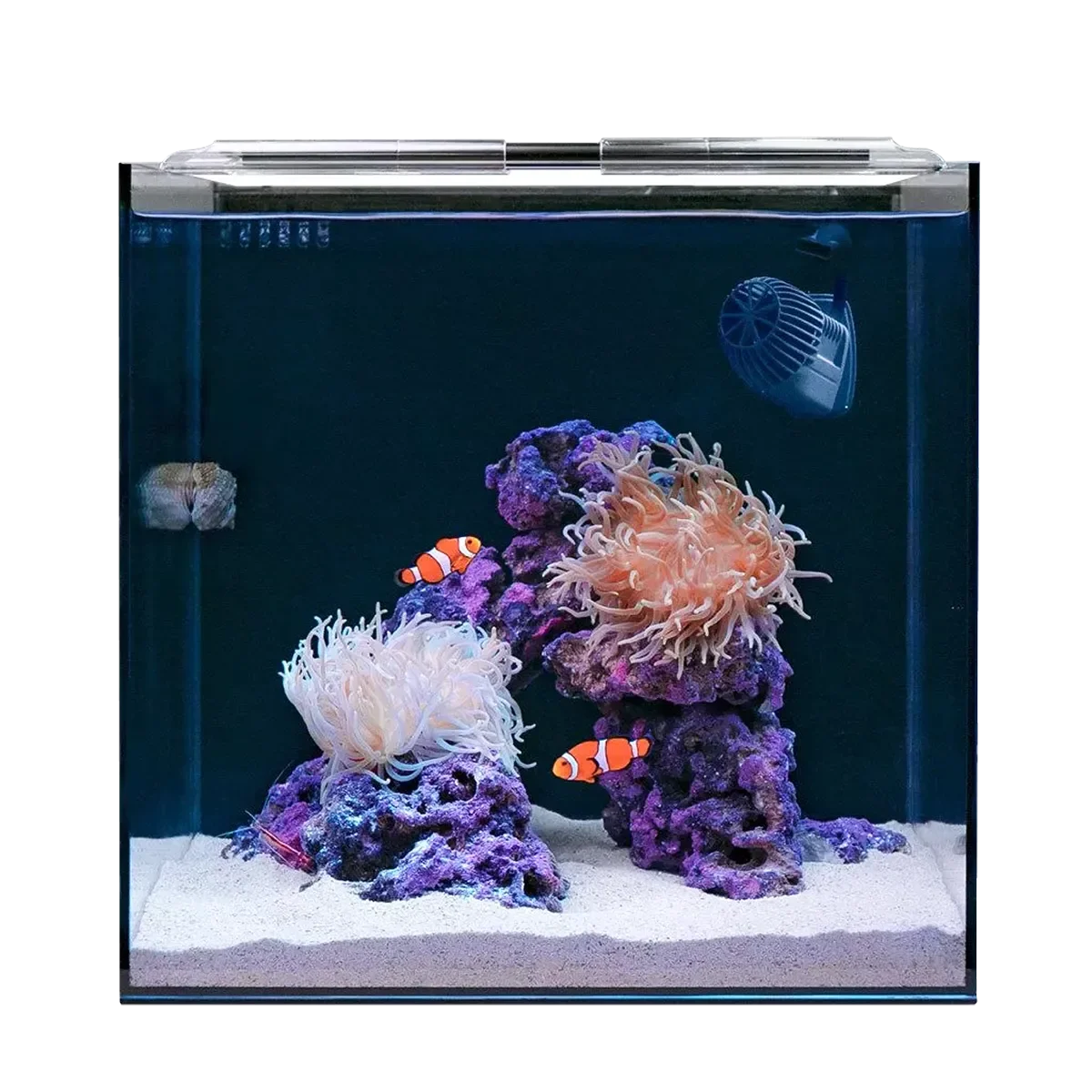 clownfish_aquarium.webp