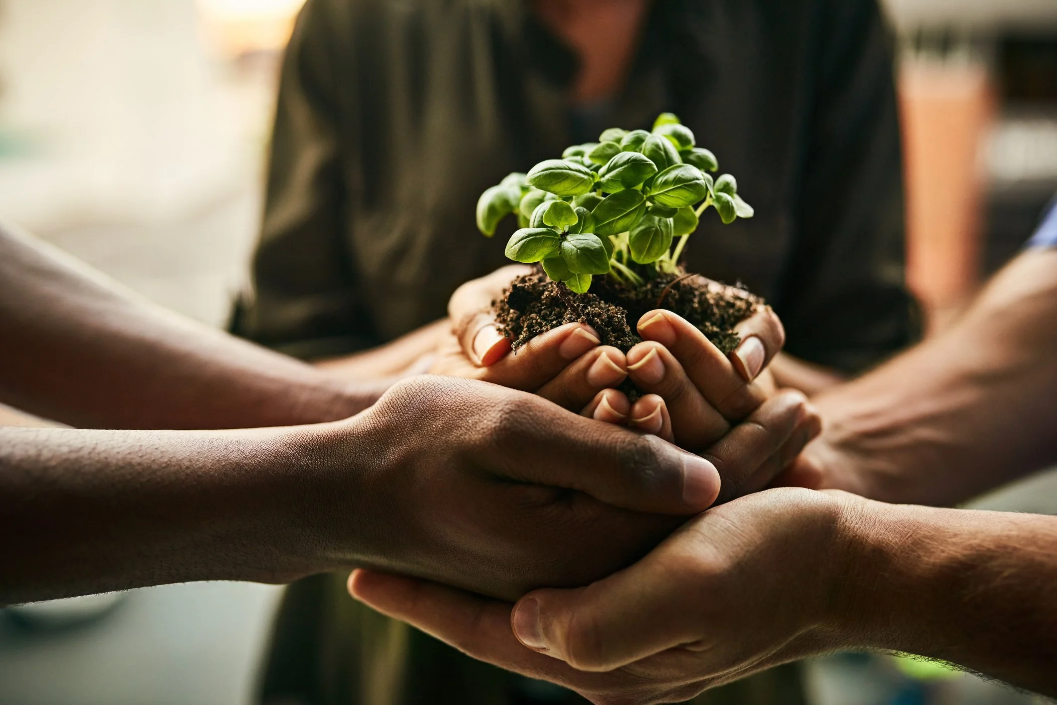 Diverse hands holding a small green seedling together, symbolizing shared growth and collective care.