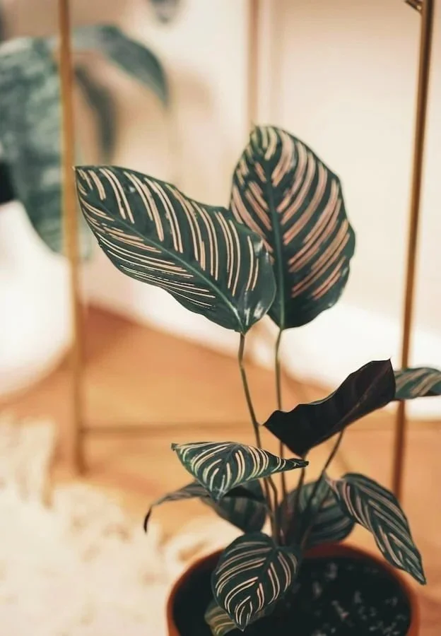 Calathea plant in a warm, softly lit room