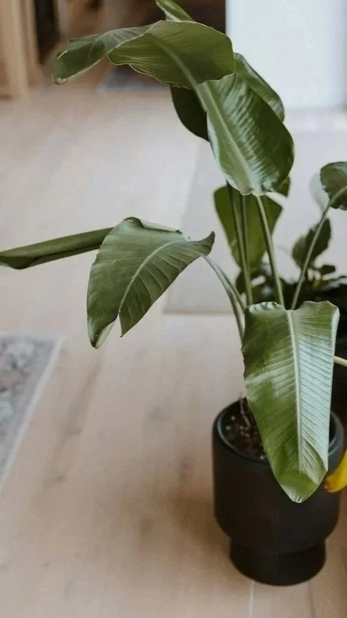 Soft natural light on a green indoor plant, creating a calm, grounded atmosphere.