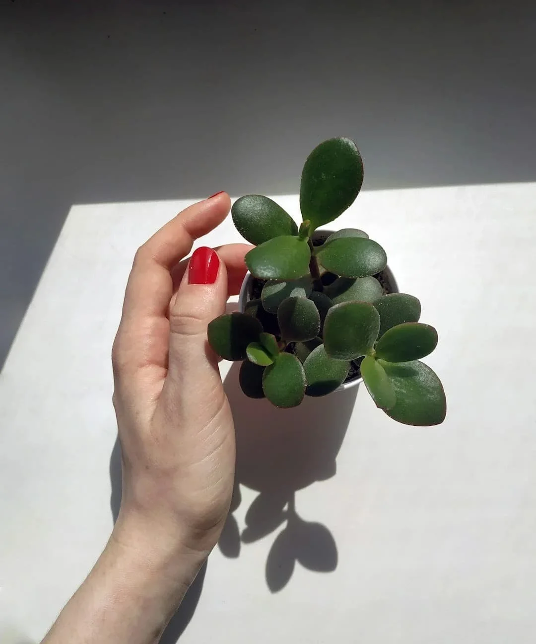 Close-up of a hand gently holding a small succulent plant, representing tender care and personal growth.