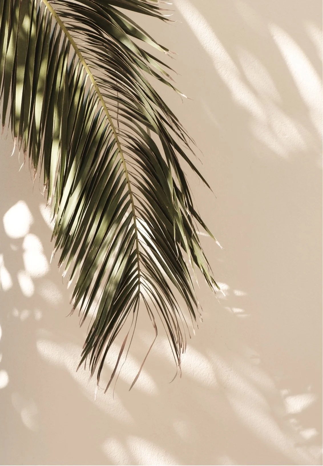 Close-up of a green palm leaf with sunlight creating shadows on a beige wall.