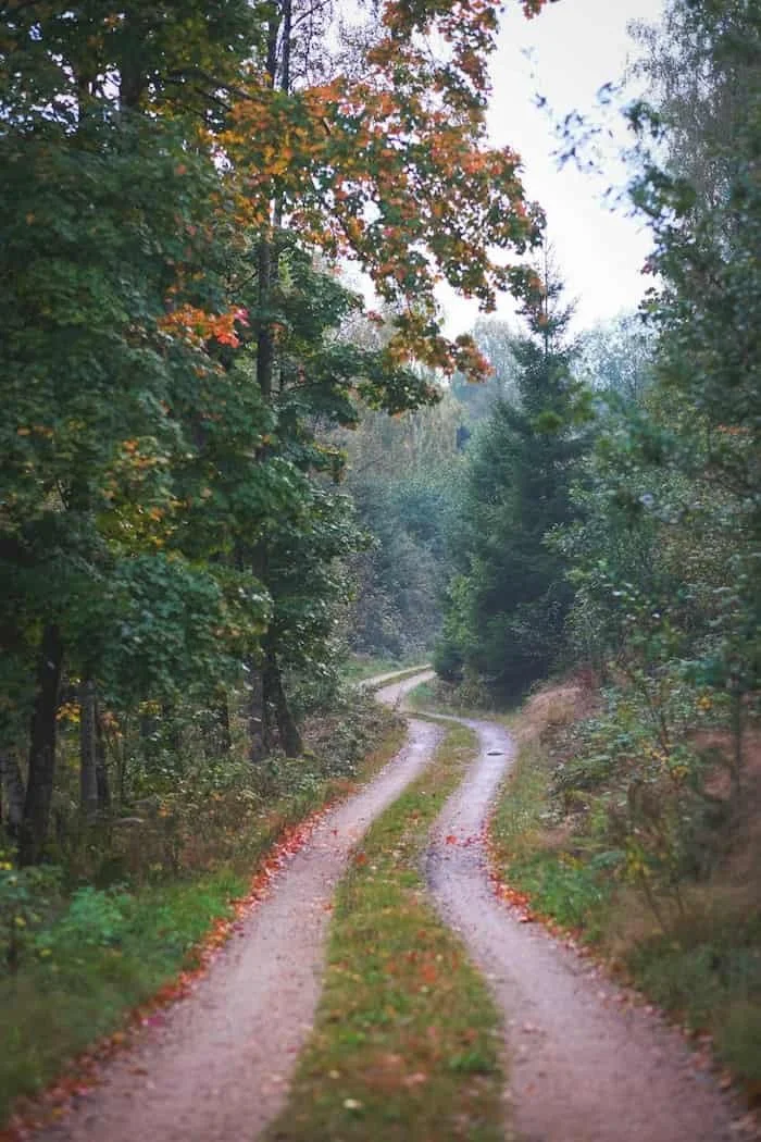 Winding forest path representing the gradual journey of nervous system healing and emotional growth.