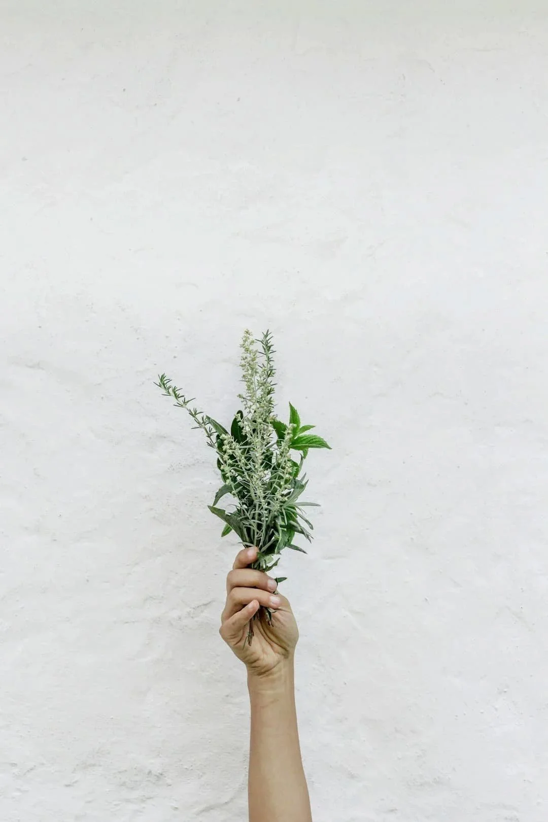 a hand holding a bunch of greenery, signifying balance, calm, and relief from anxiety.
