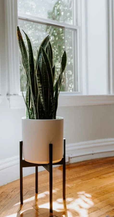 Tall snake plant in a white planter beside a sunlit window.