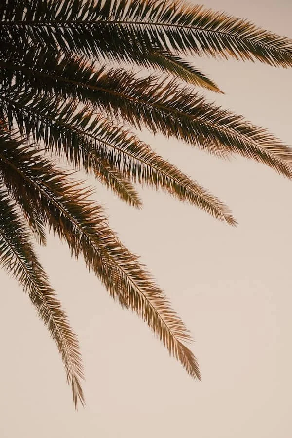 A palm tree fronds with a tan background.