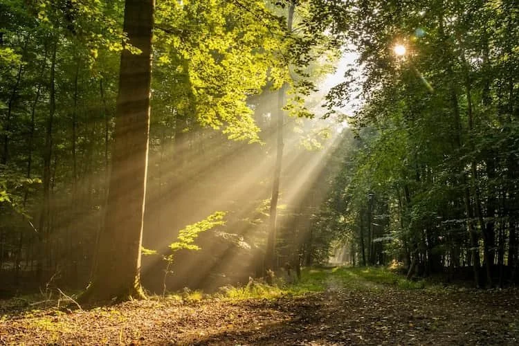 Sunlight filtering through trees along a quiet forest path, representing gradual nervous system healing and change.