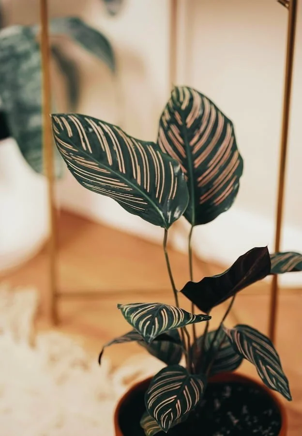 Striped green houseplant with large leaves in a softly lit room.