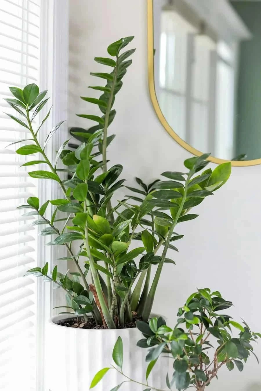 Green houseplant beside a round gold-framed mirror in a sunlit room.