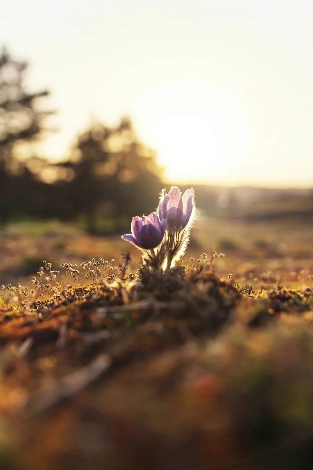 Wildflower growing in morning light, symbolizing resilience, healing, and the gradual development of nervous system safety.