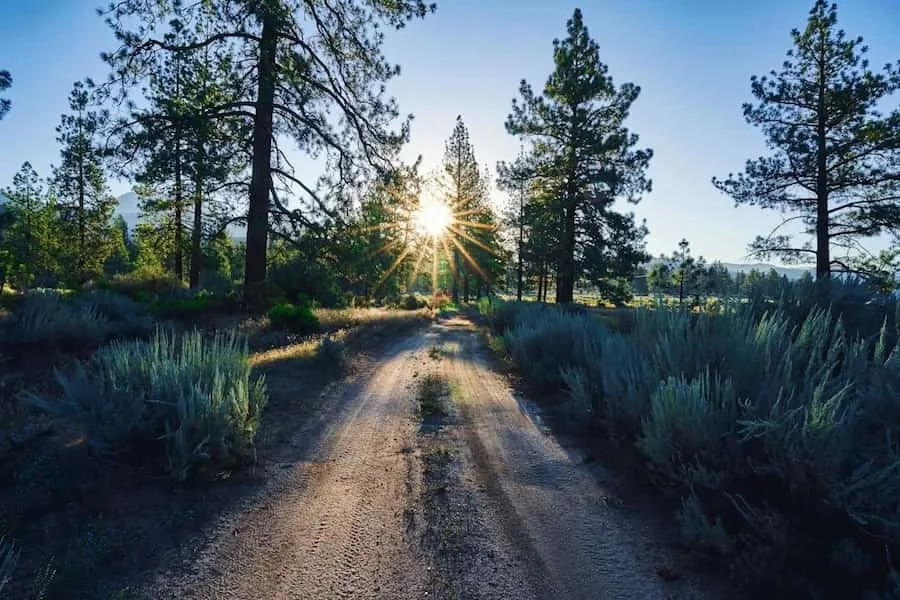 Sunlight shining over a forest path surrounded by tall trees.