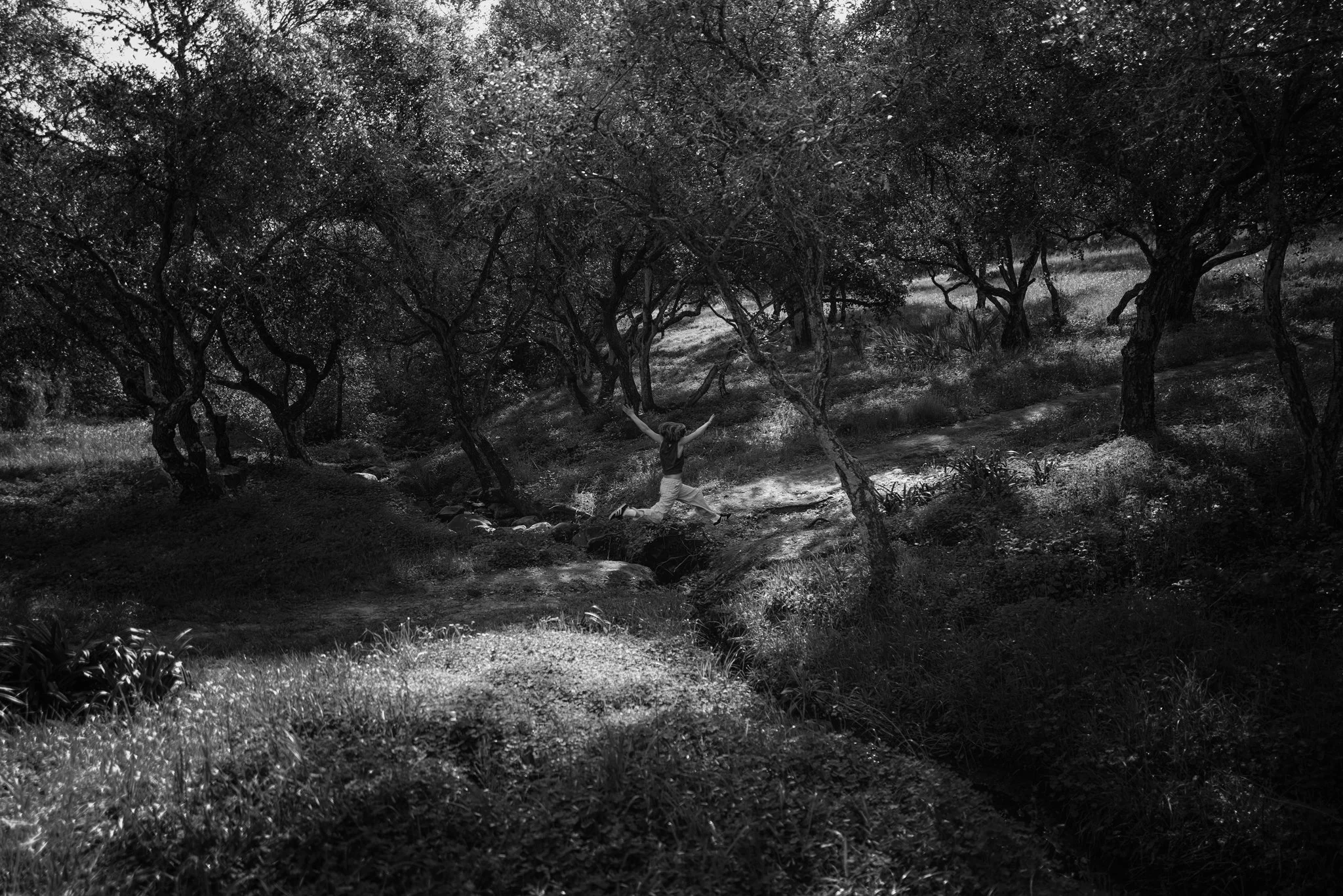 The Oaks and What They Hold |  sizes LG: 28" x 18.7"  •  SM: 14" x  9.3"