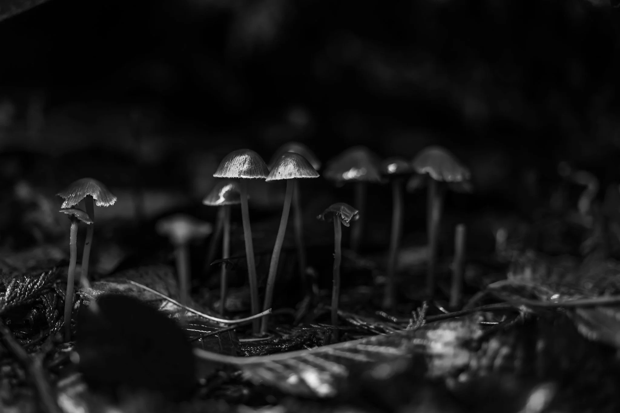 Plate #2111820  |  sizes LG: 27" x 18"  •  SM: 13" x  8.7"