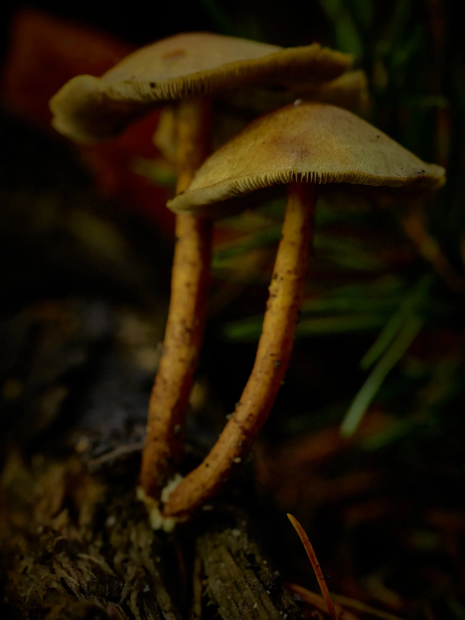 Plate #1123025 |  sizes LG: 19" x 25.4"  •  SM: 9.7" x  13"