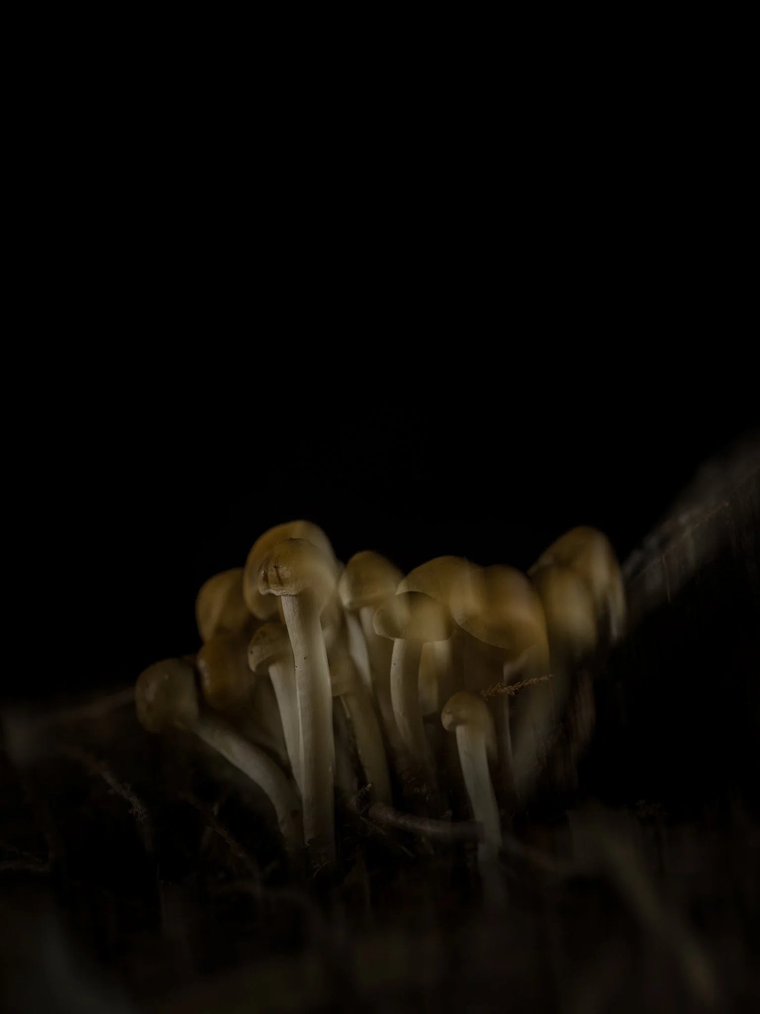 Plate #15523  |  sizes LG: 21" x 28.1"  •  SM: 9.7" x  13"