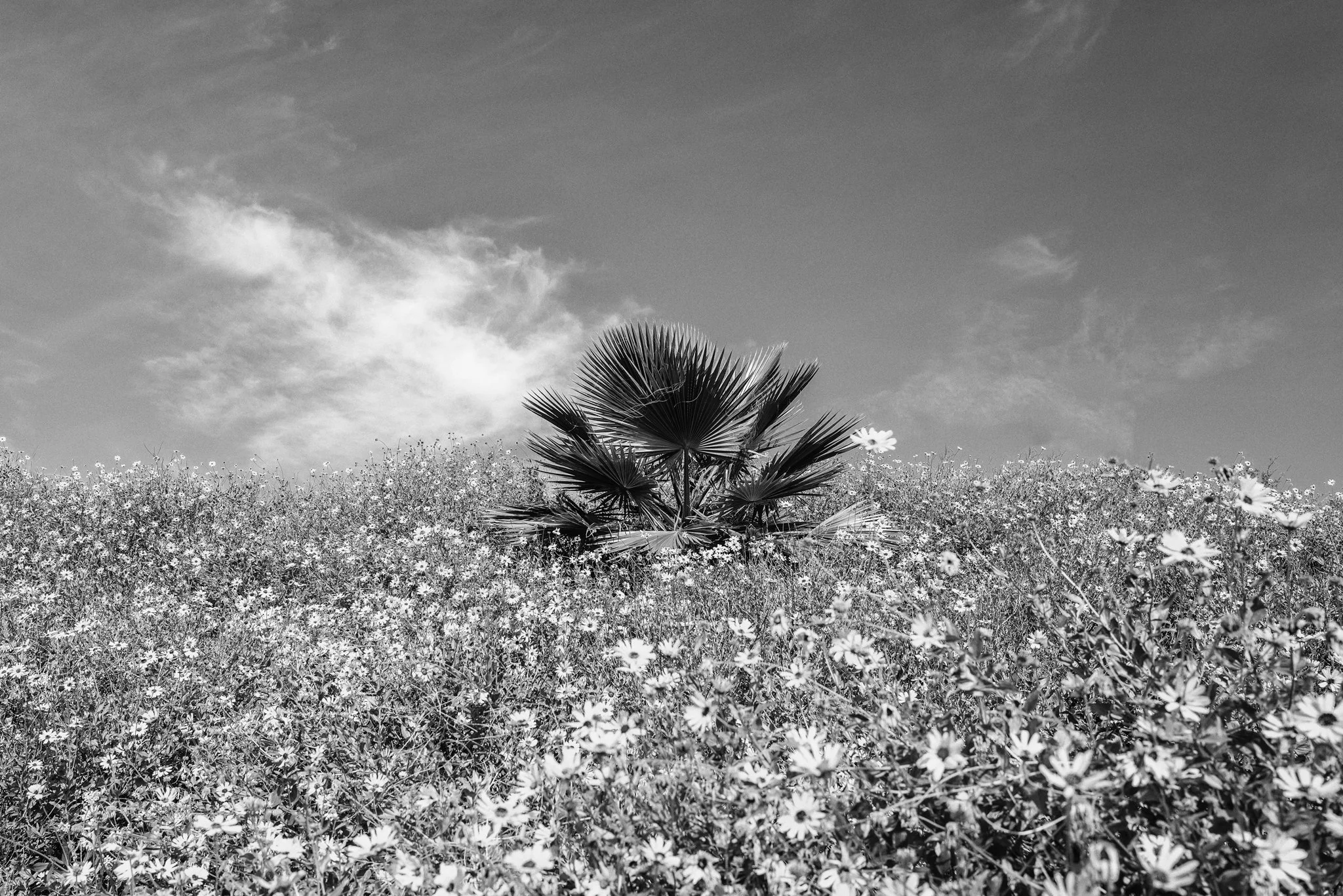 Field of Palm |  sizes LG: 24" x 16"  •  SM: 14" x  9.3"