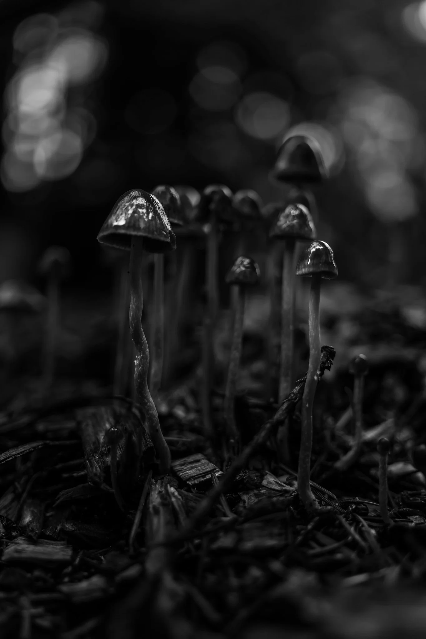 Plate #1111820  |  sizes LG: 18" x 27"  •  SM: 8.7" x  13"