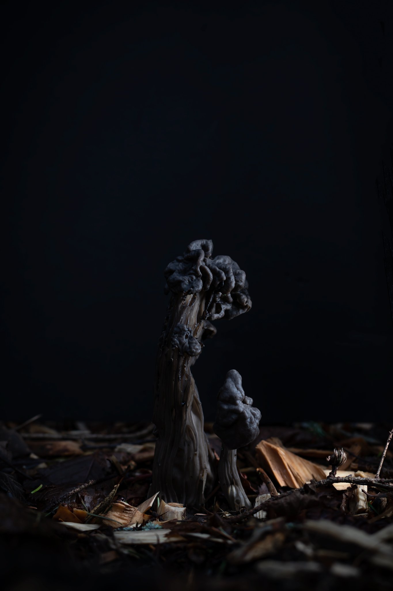 Plate #1122620  |  sizes LG: 18" x 27"  •  SM: 8.7" x  13"