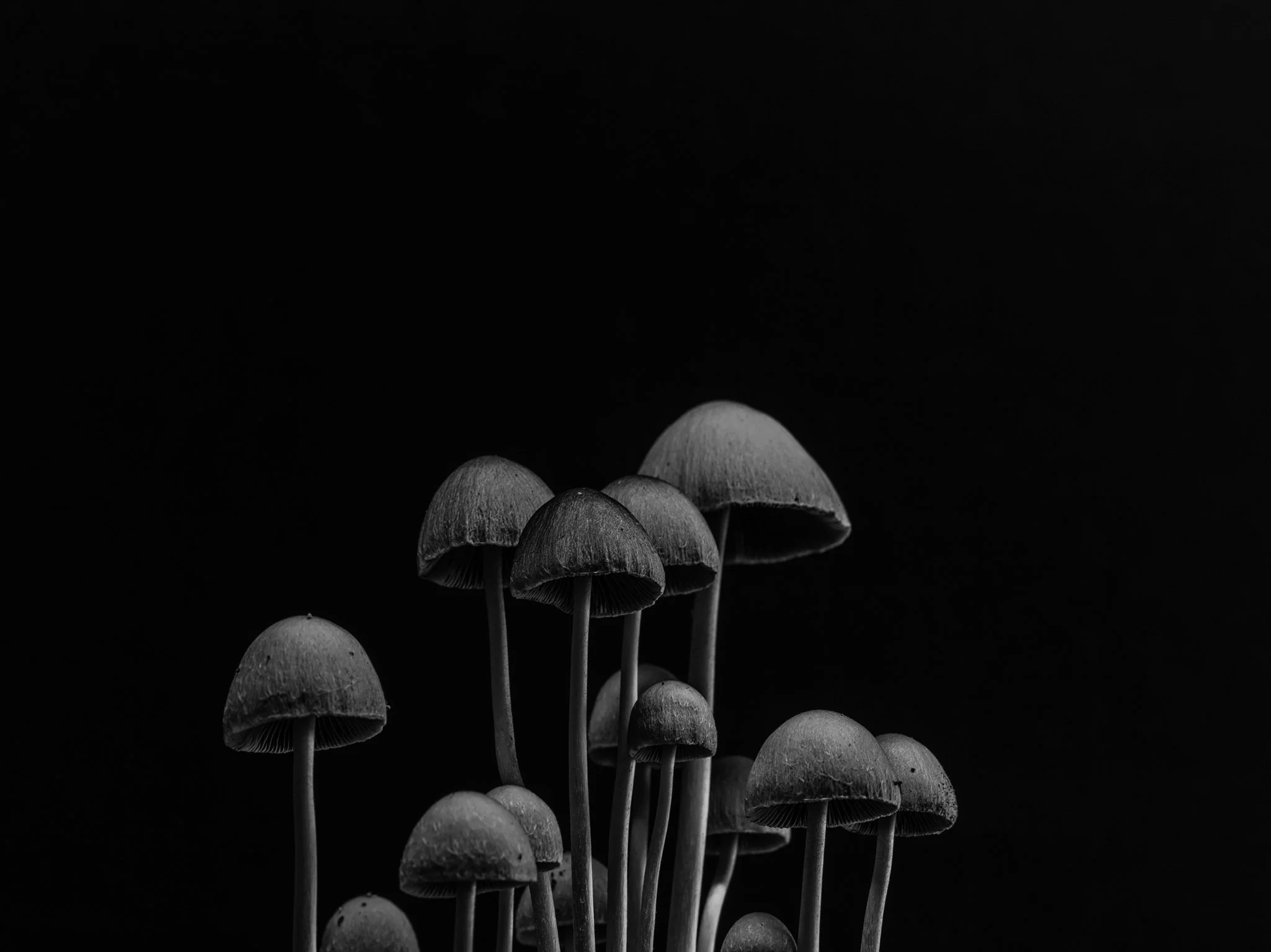 Plate #4101521  |  sizes LG: 28" x 21"  •  SM: 13" x  9.7"