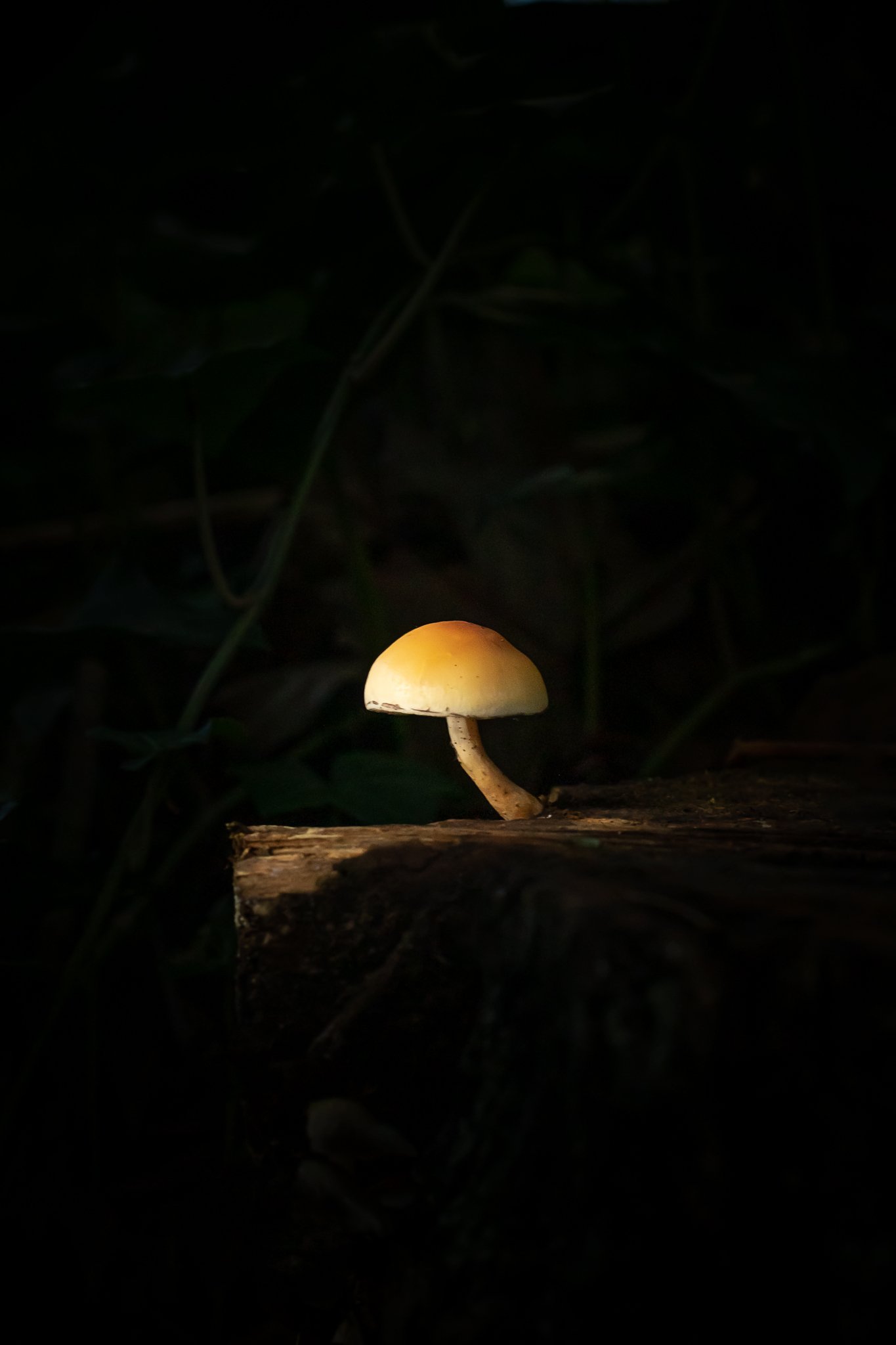 Plate #1121220  |  sizes LG: 18" x 27"  •  SM: 8.7" x  13"