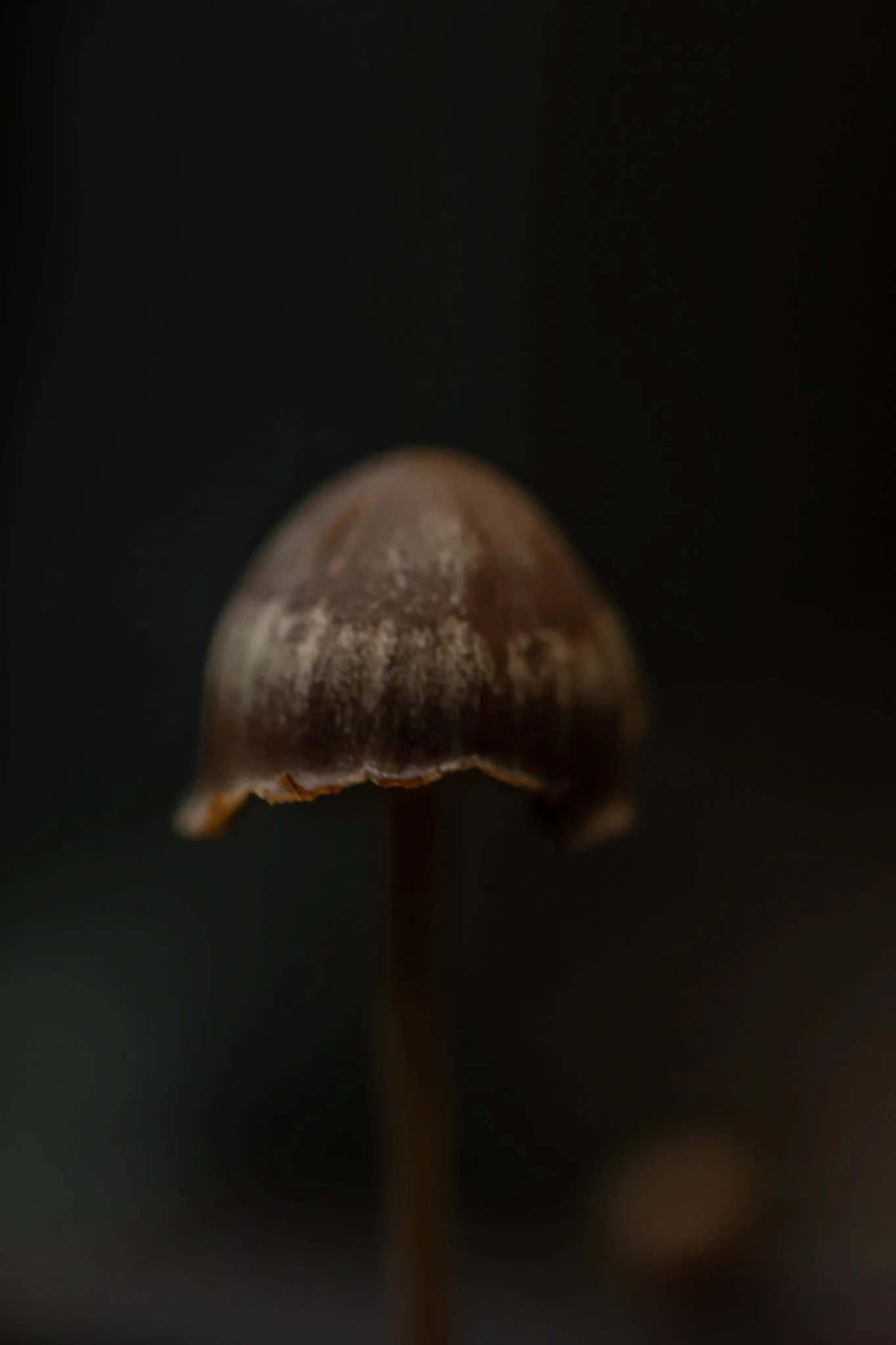 Plate #2112520  |  sizes LG: 18" x 27"  •  SM: 8.7" x  13"