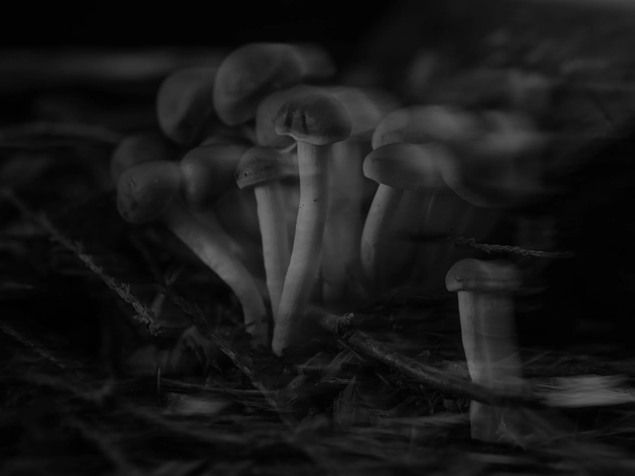 Plate #25523  |  sizes LG: 28.1" x 21"  •  SM: 13" x  9.7"